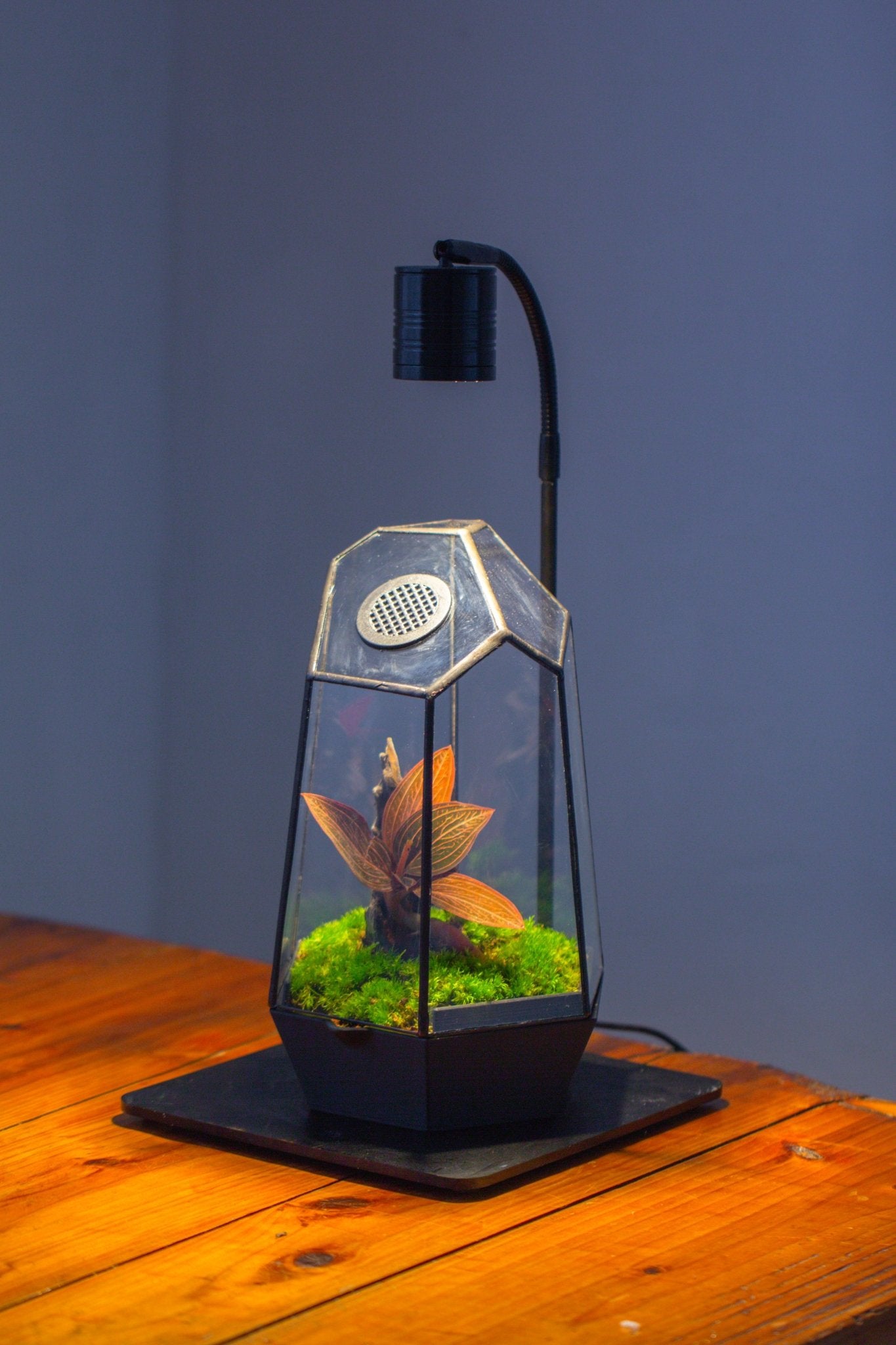 Self - Contained Close Geometric GlassTerrarium with top vent with Waterproof Base, for Moss, Sundew and Venus Flytrap - NCYPgarden