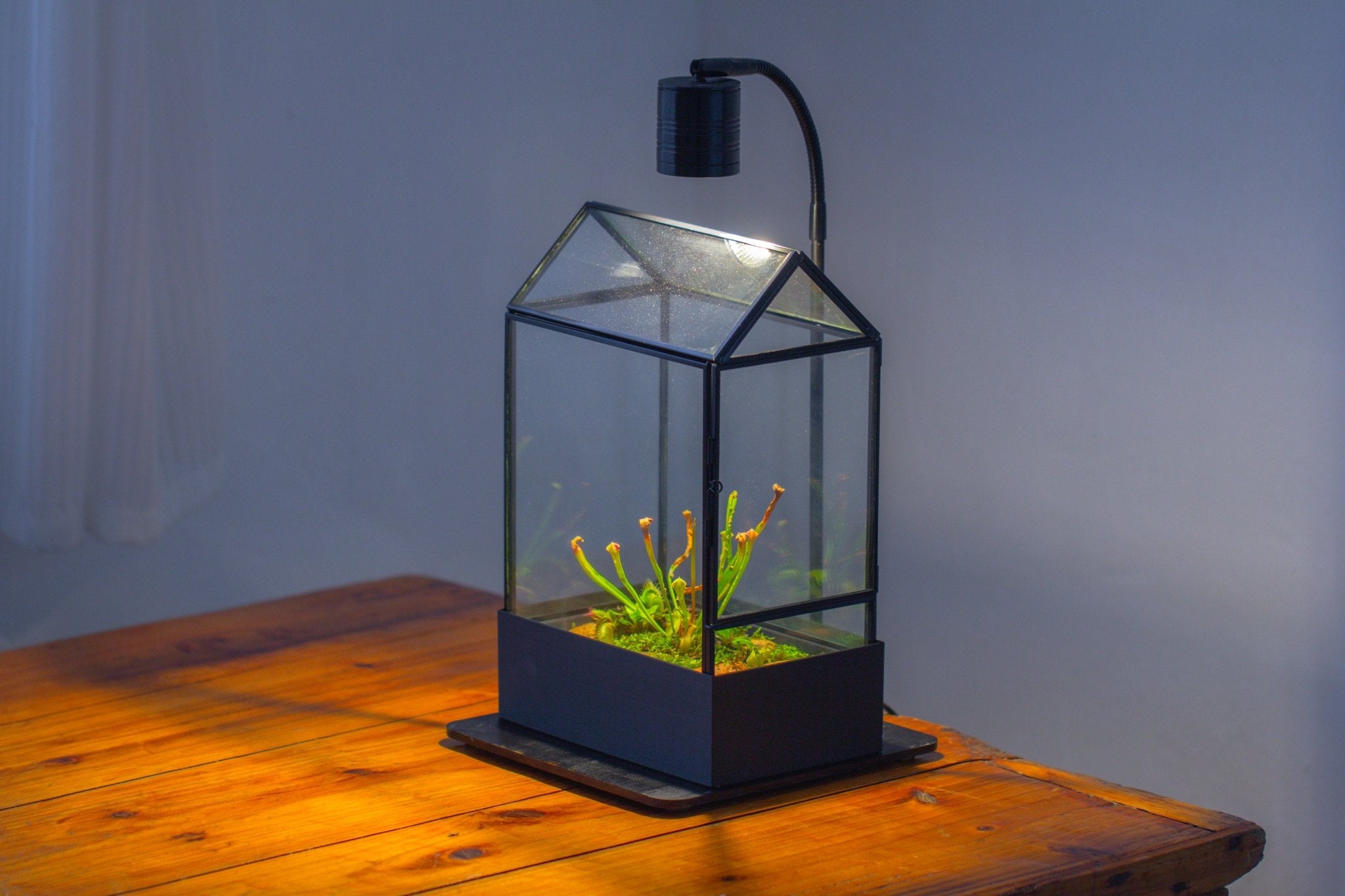 11“ Tall Glass Terrarium with Water - Holding Base and Side Door - NCYPgarden