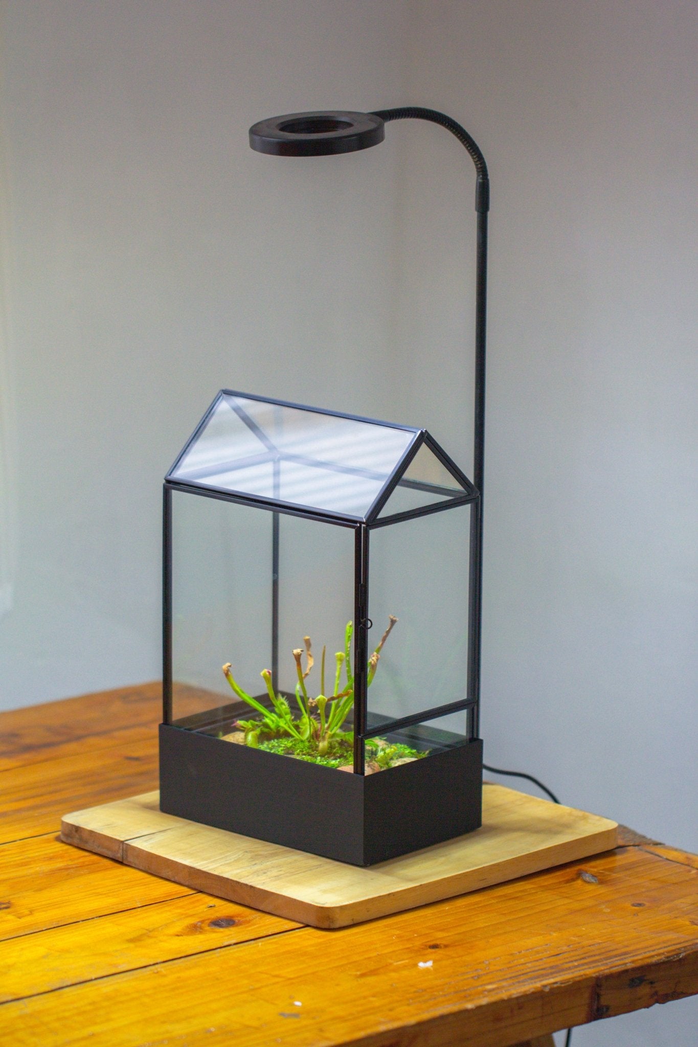 11“ Tall Glass Terrarium with Water - Holding Base and Side Door - NCYPgarden