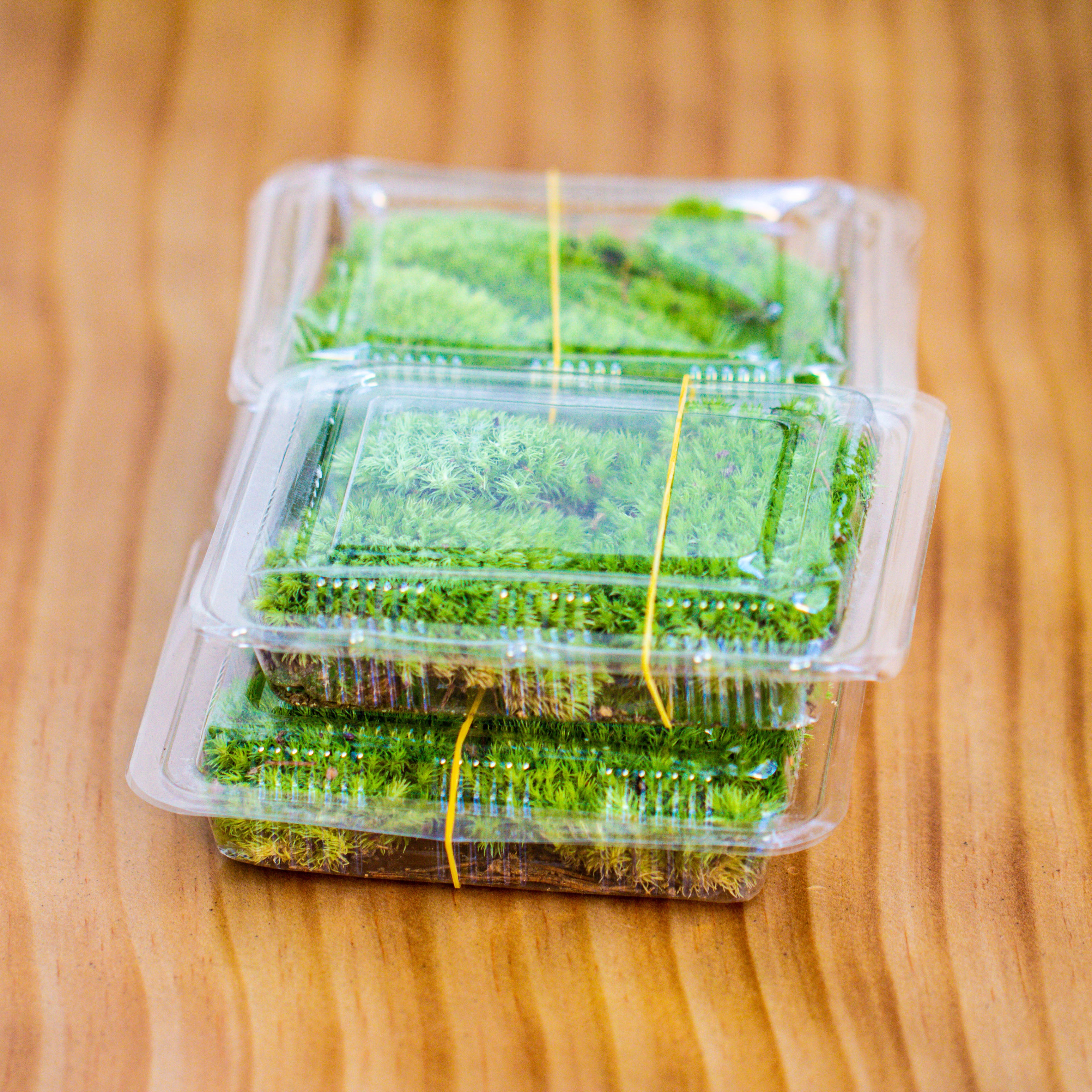 20x30cm  multiple pieces Live dry Leucobryum moss, cushion moss will regreen, for terrarium, micro landscape - NCYPgarden