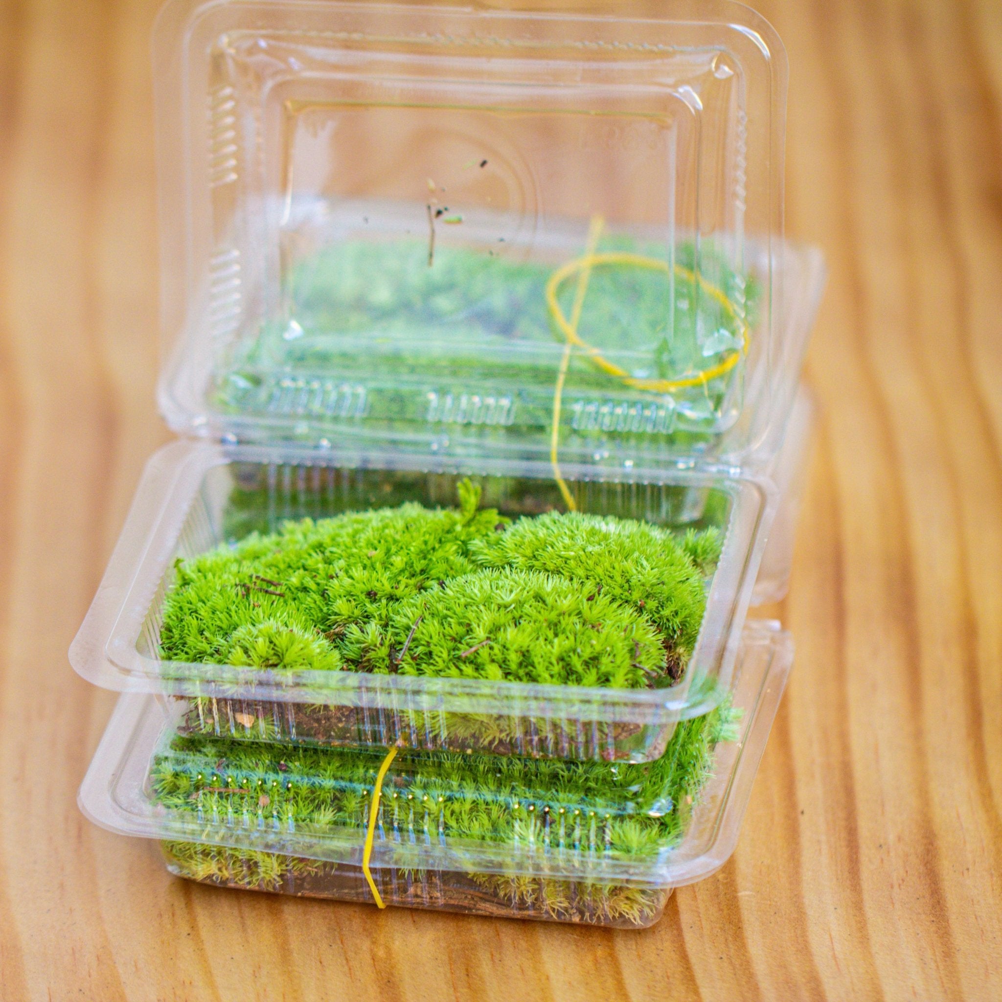 Glass Tank with lid Grow Light DIY set for Moss and Flytrap, Sundew