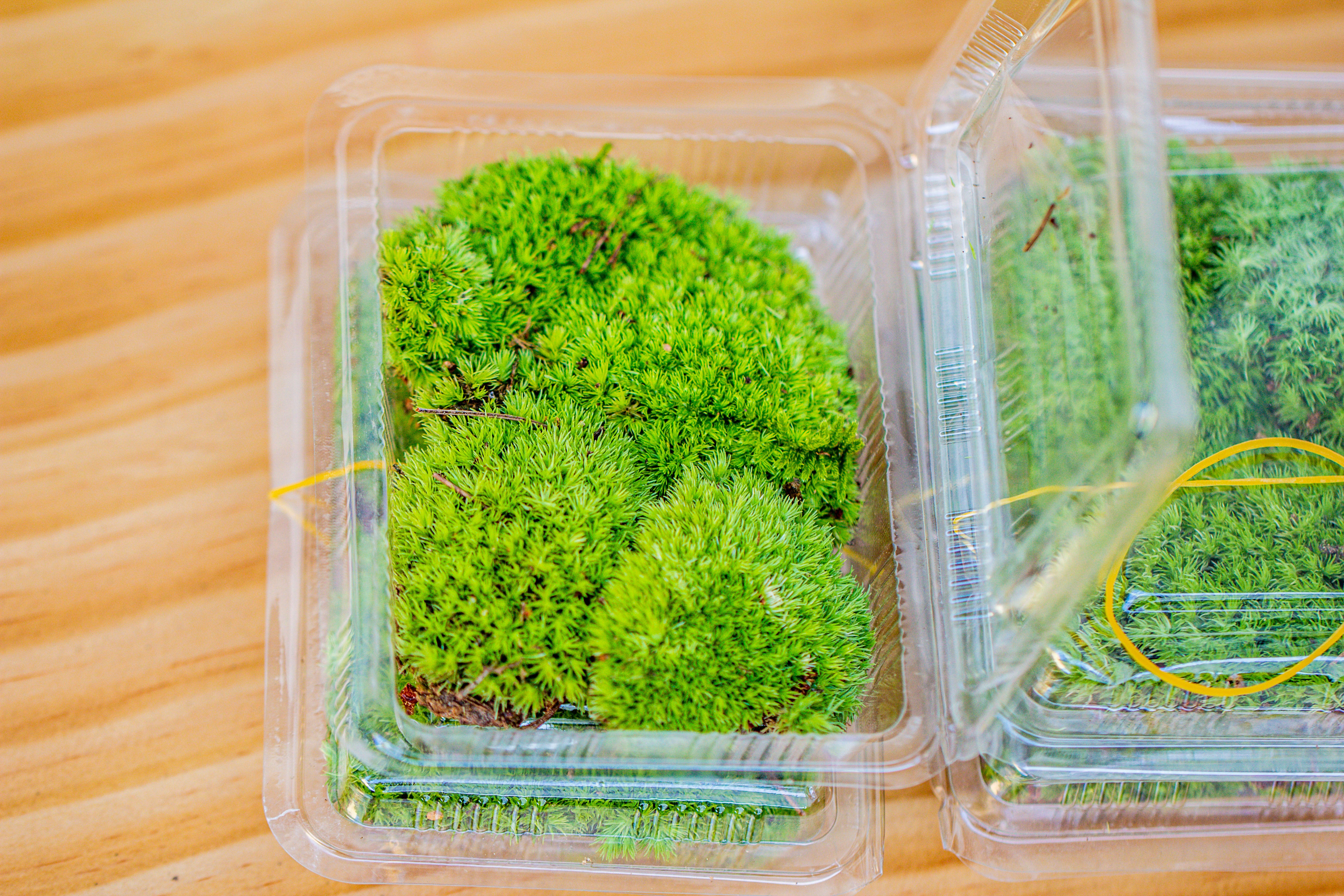 20x30cm  multiple pieces Live dry Leucobryum moss, cushion moss will regreen, for terrarium, micro landscape - NCYPgarden