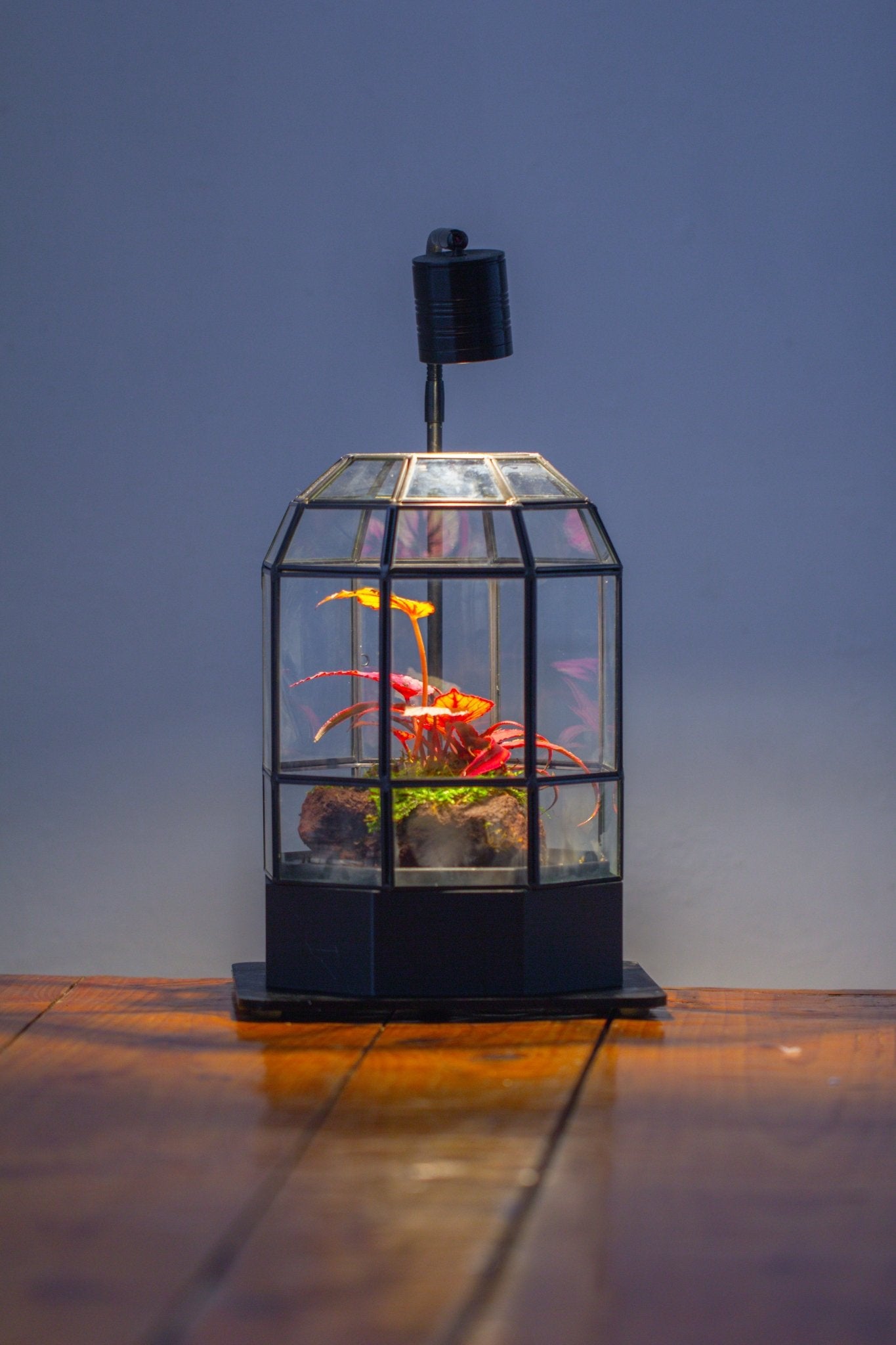 10" Tall Dome Glass Terrarium with Water - Holding Base and Door - NCYPgarden