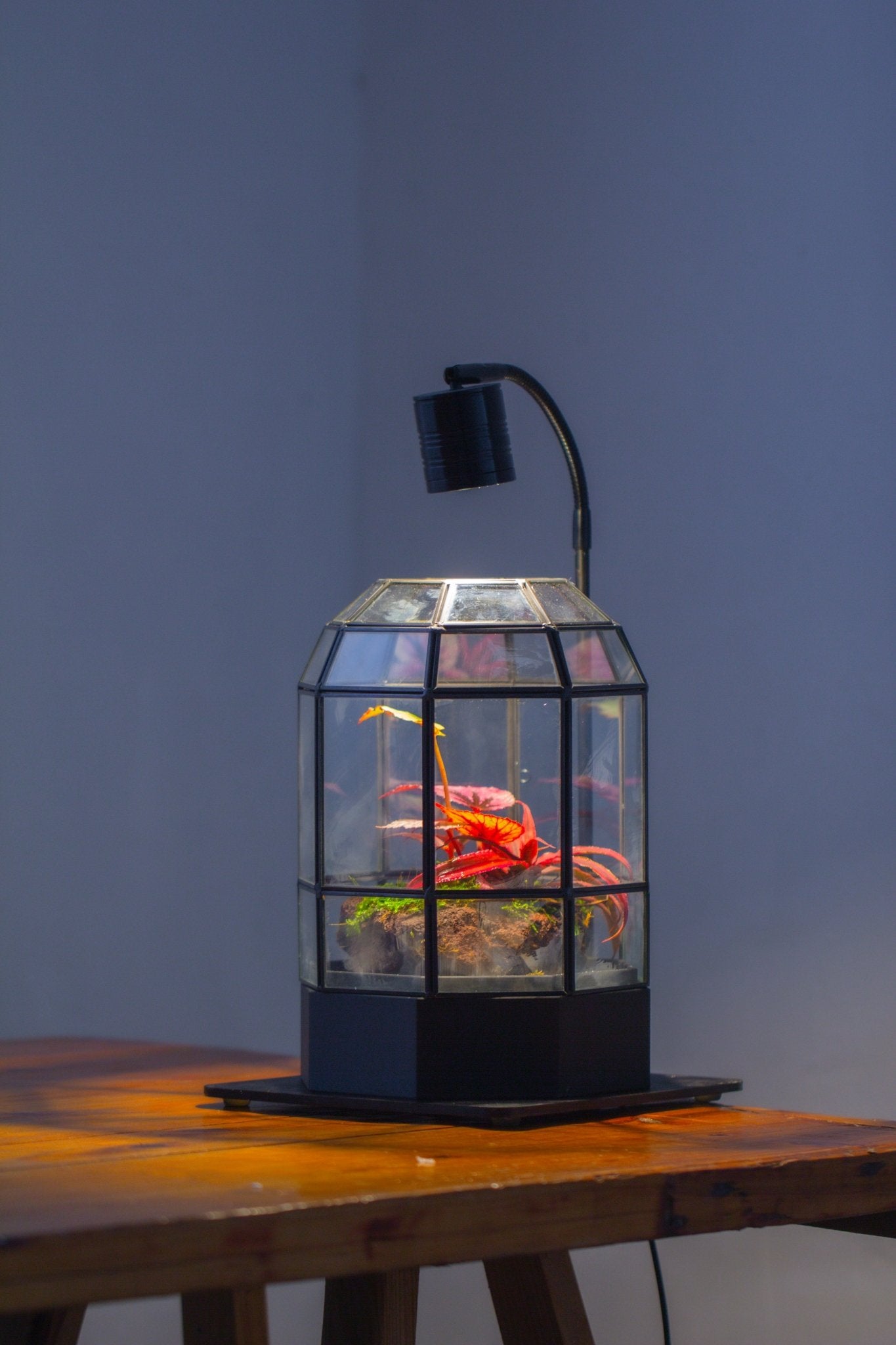 10" Tall Dome Glass Terrarium with Water - Holding Base and Door - NCYPgarden