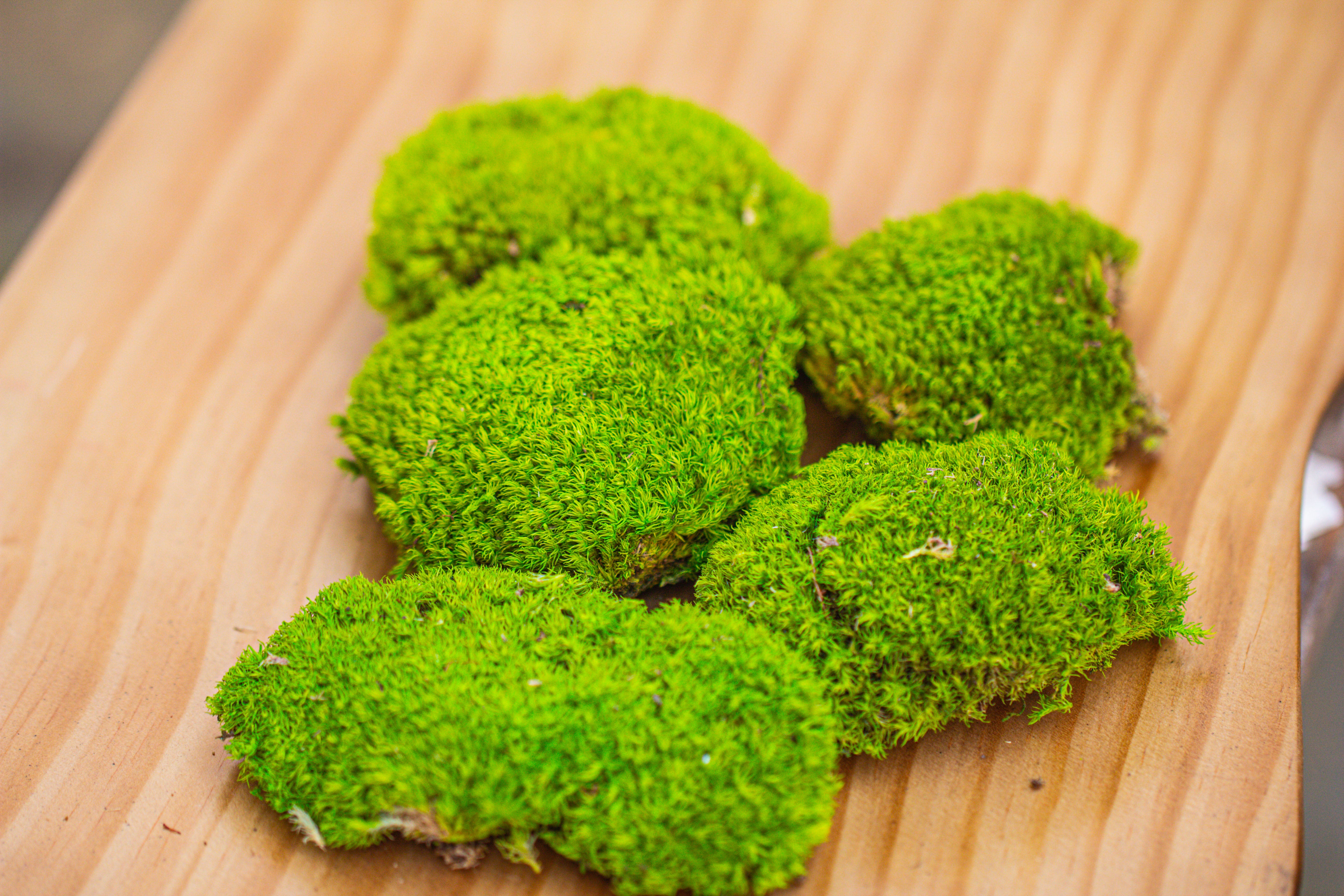 Preserved forever Leucobryum moss cushion moss , natural Green 20x50cm, for DIY moss terrarium, miniature, centerpiece, micro landscape, no maintenence - NCYPgarden