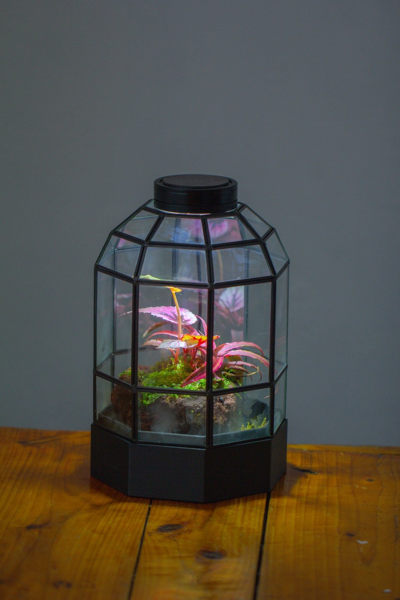 10" Tall Dome Glass Terrarium with Water - Holding Base and Door - NCYPgarden