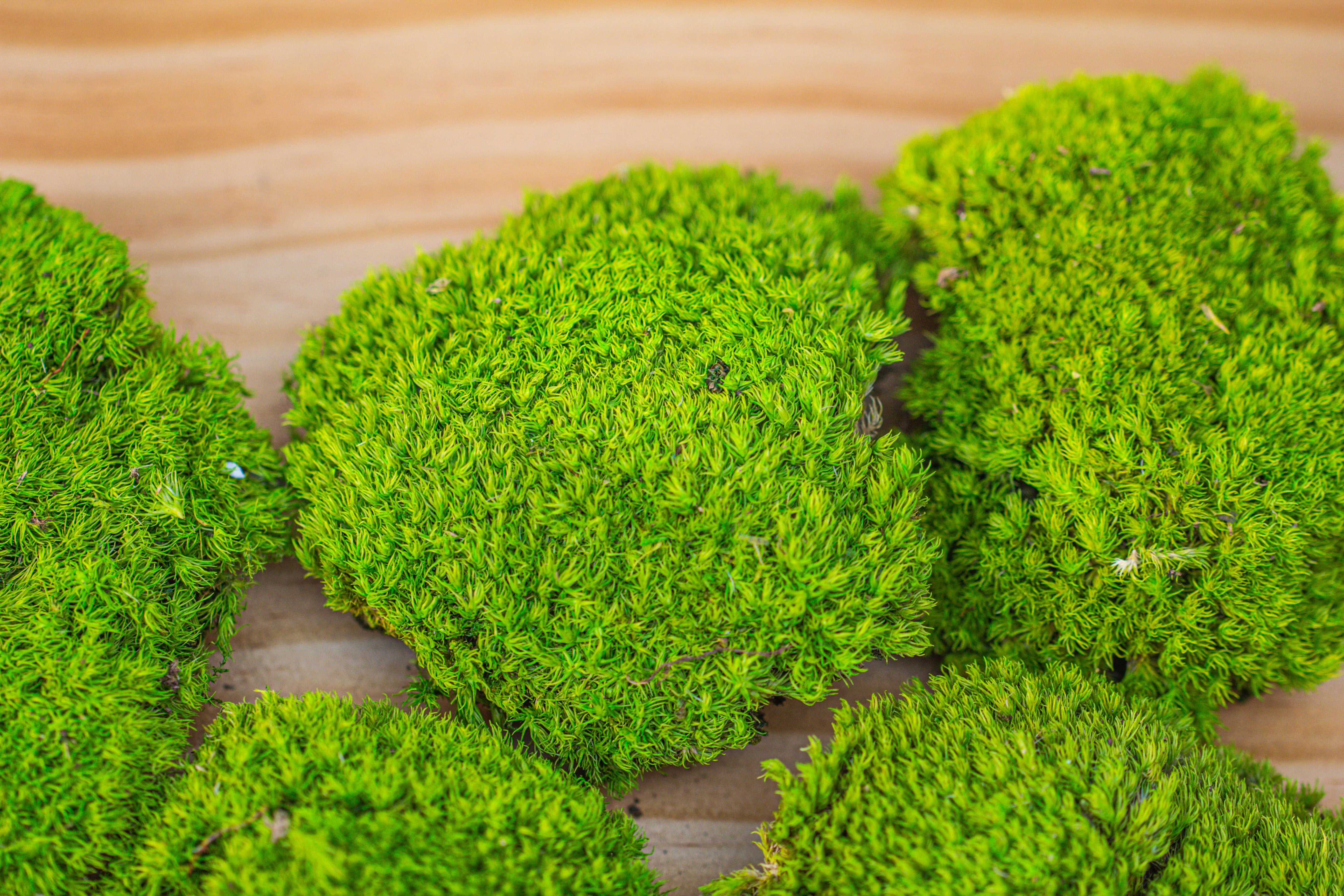 Preserved forever Leucobryum moss cushion moss , natural Green 20x50cm, for DIY moss terrarium, miniature, centerpiece, micro landscape, no maintenence - NCYPgarden