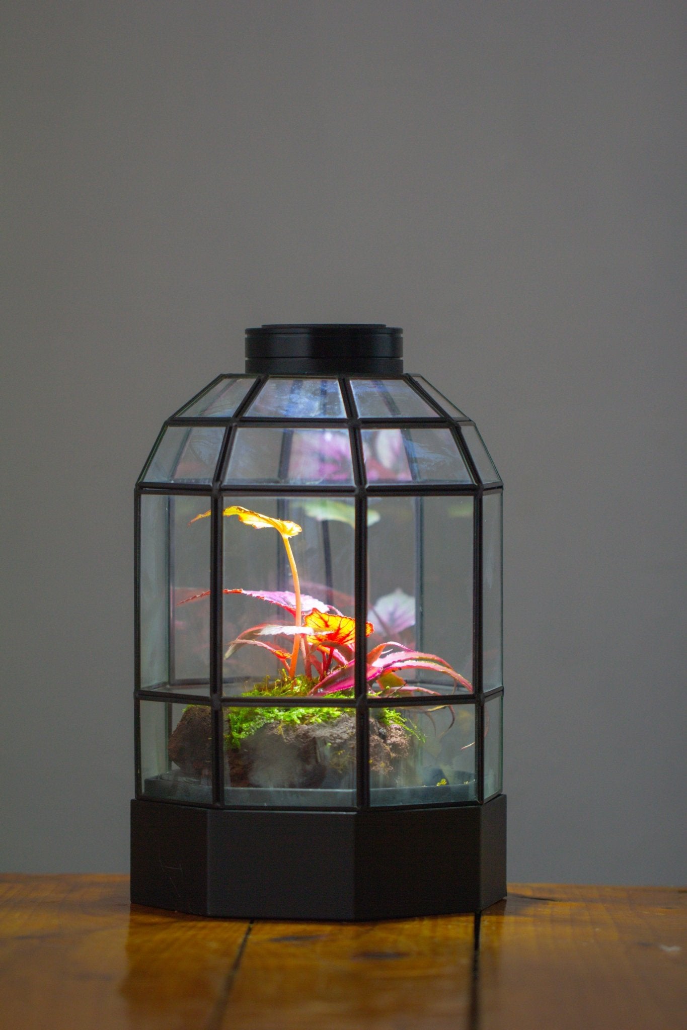 10" Tall Dome Glass Terrarium with Water - Holding Base and Door - NCYPgarden