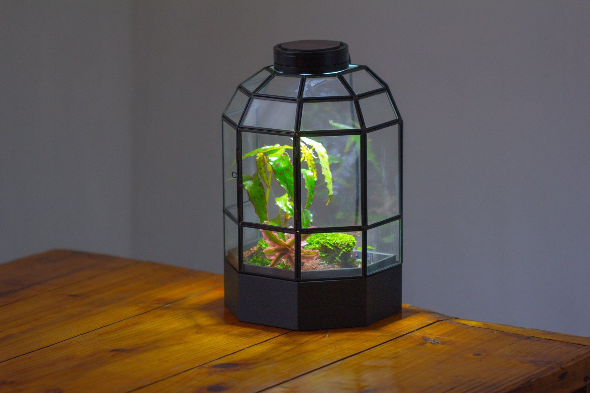 10" Tall Half Dome Glass Terrarium with Water - Holding Base and Door - NCYPgarden