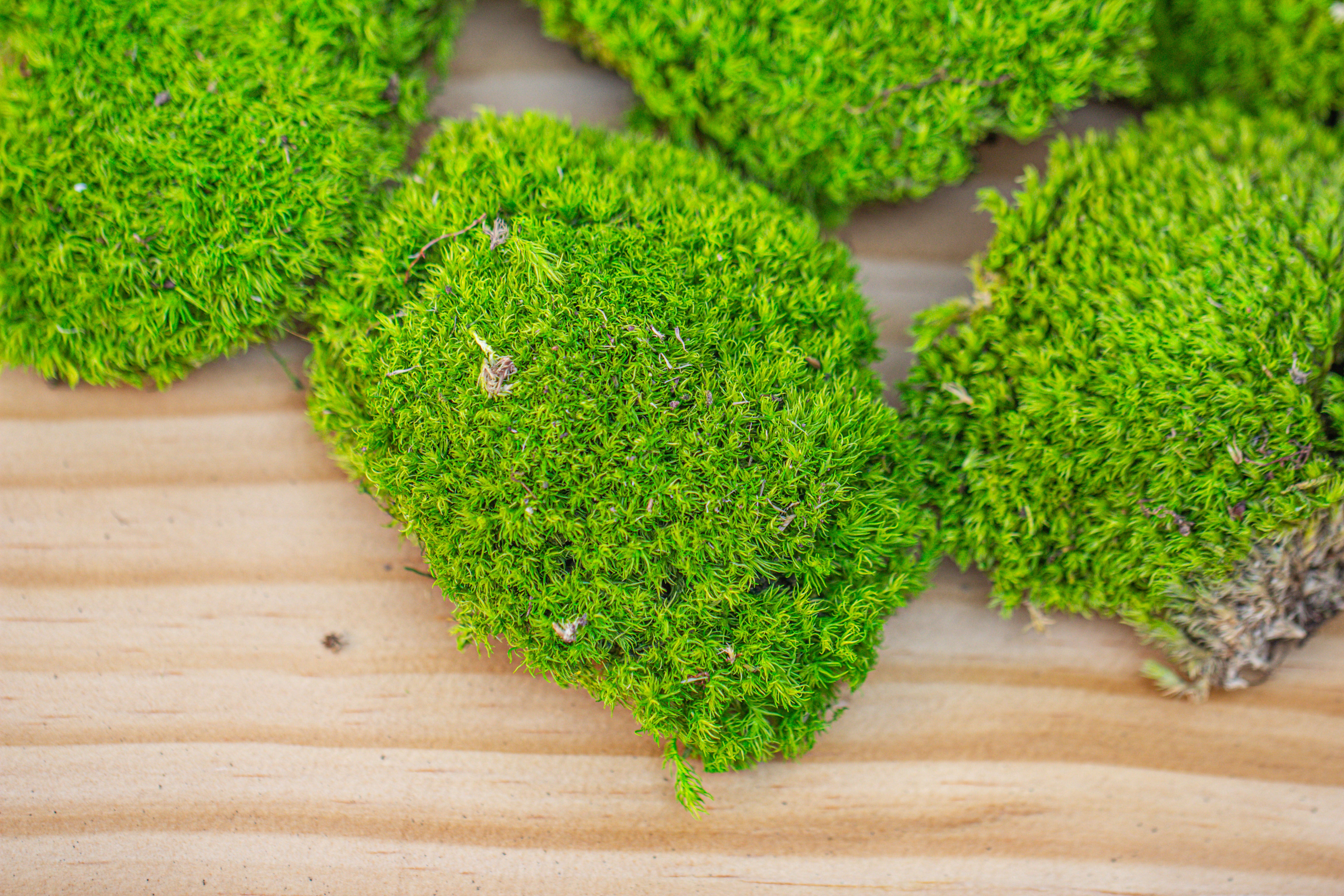 Preserved forever Leucobryum moss cushion moss , natural Green 20x50cm, for DIY moss terrarium, miniature, centerpiece, micro landscape, no maintenence - NCYPgarden