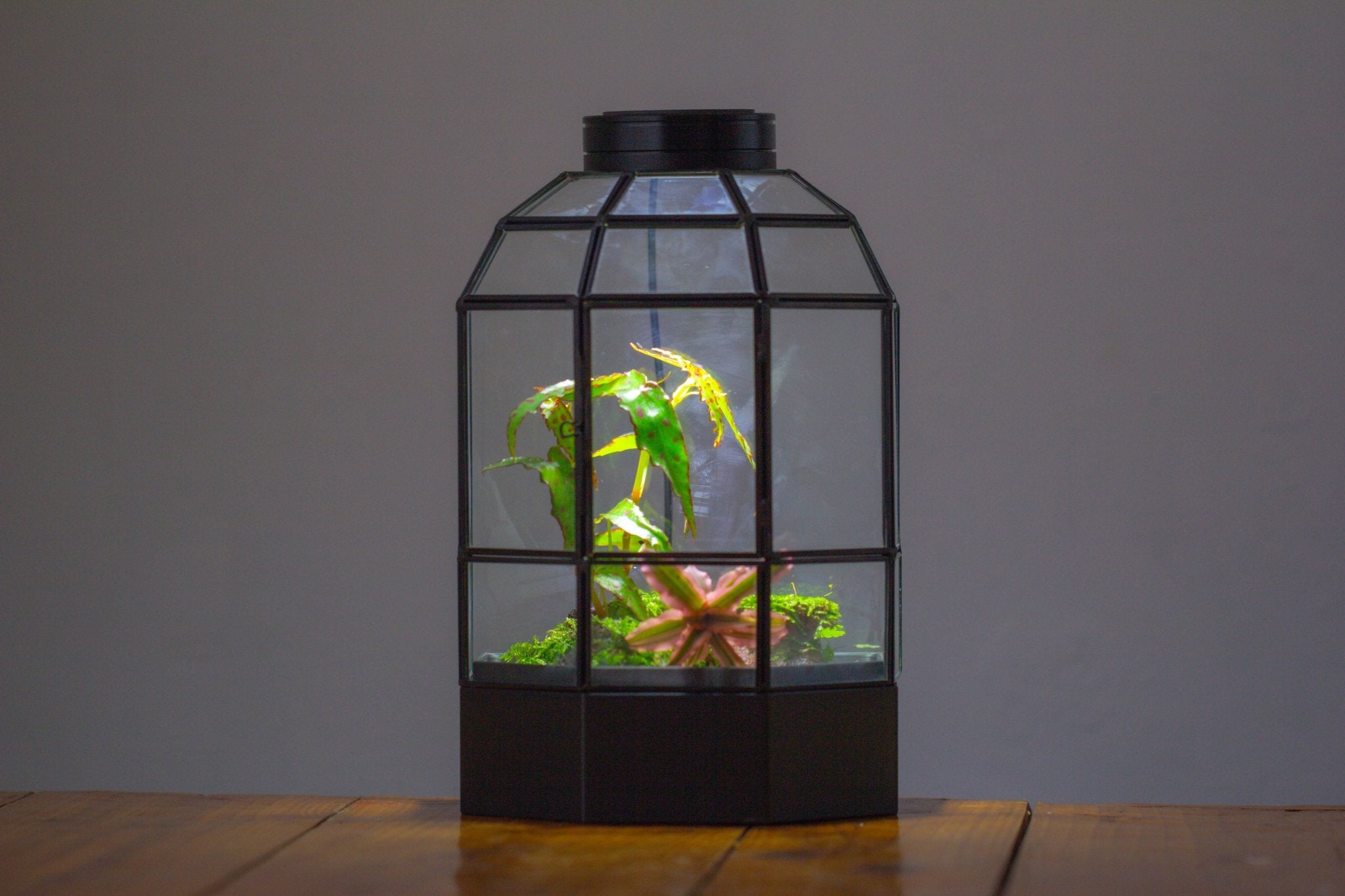 10" Tall Half Dome Glass Terrarium with Water - Holding Base and Door - NCYPgarden