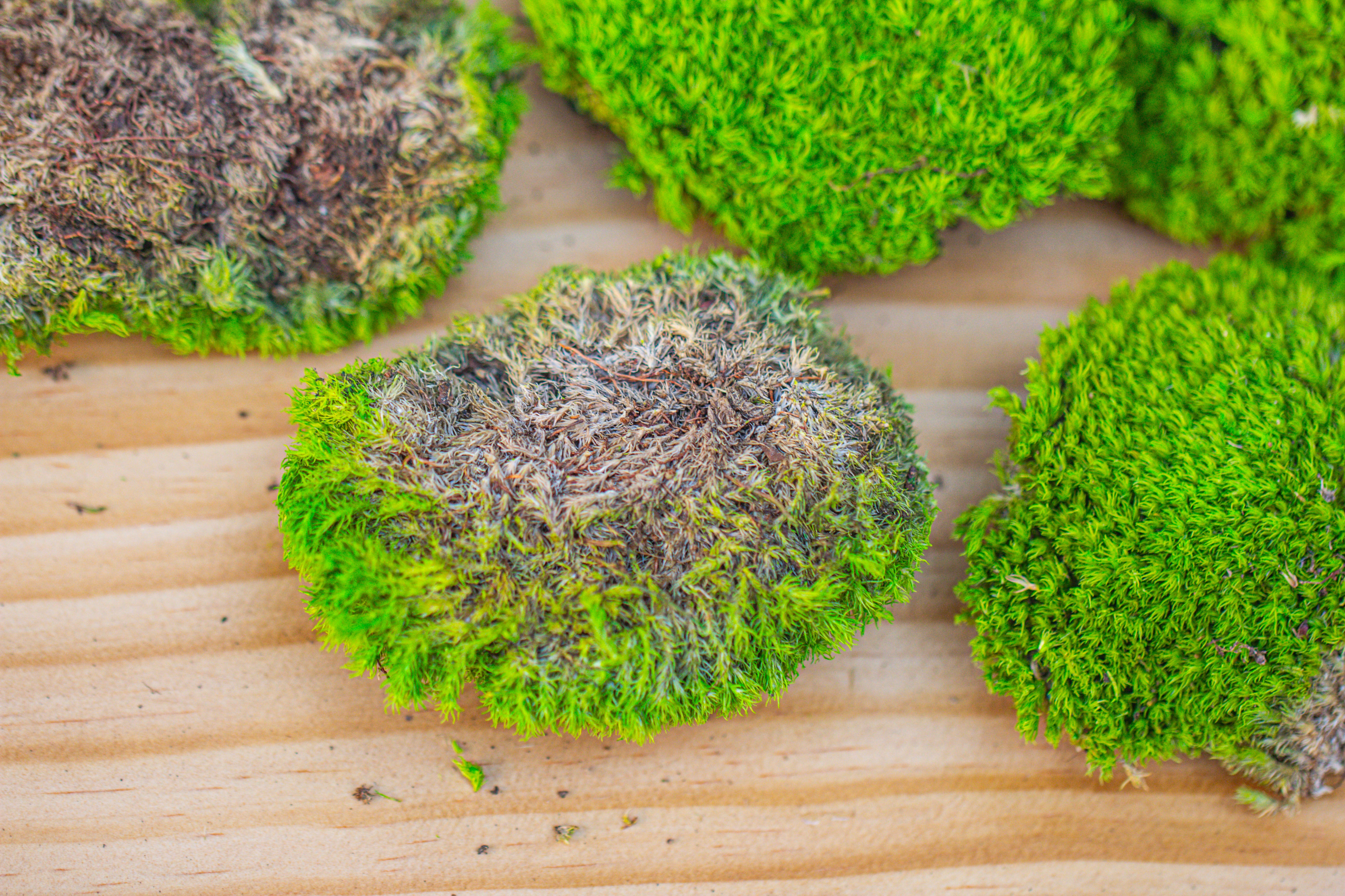 Preserved forever Leucobryum moss cushion moss , natural Green 20x50cm, for DIY moss terrarium, miniature, centerpiece, micro landscape, no maintenence - NCYPgarden
