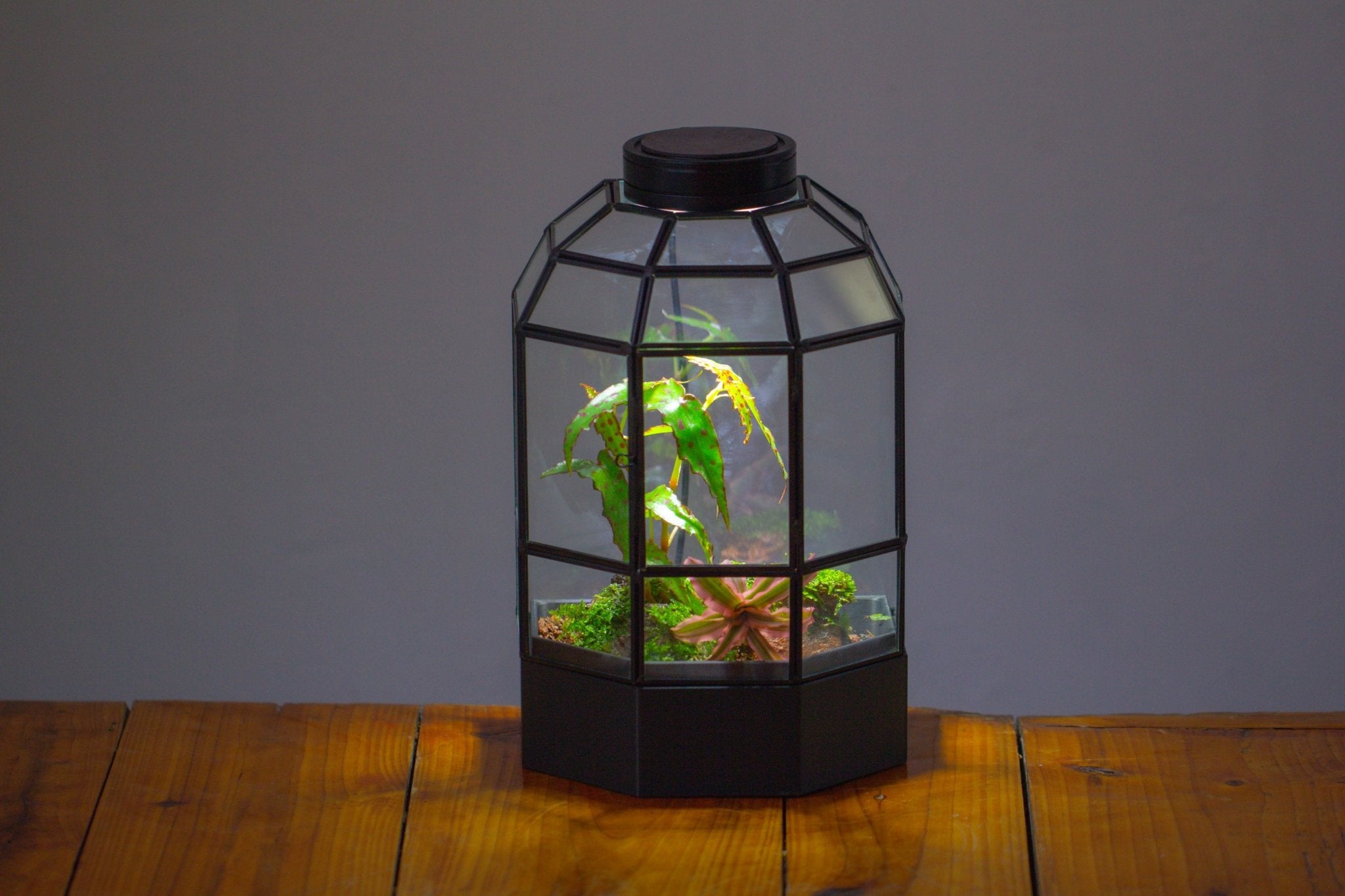10" Tall Half Dome Glass Terrarium with Water - Holding Base and Door - NCYPgarden