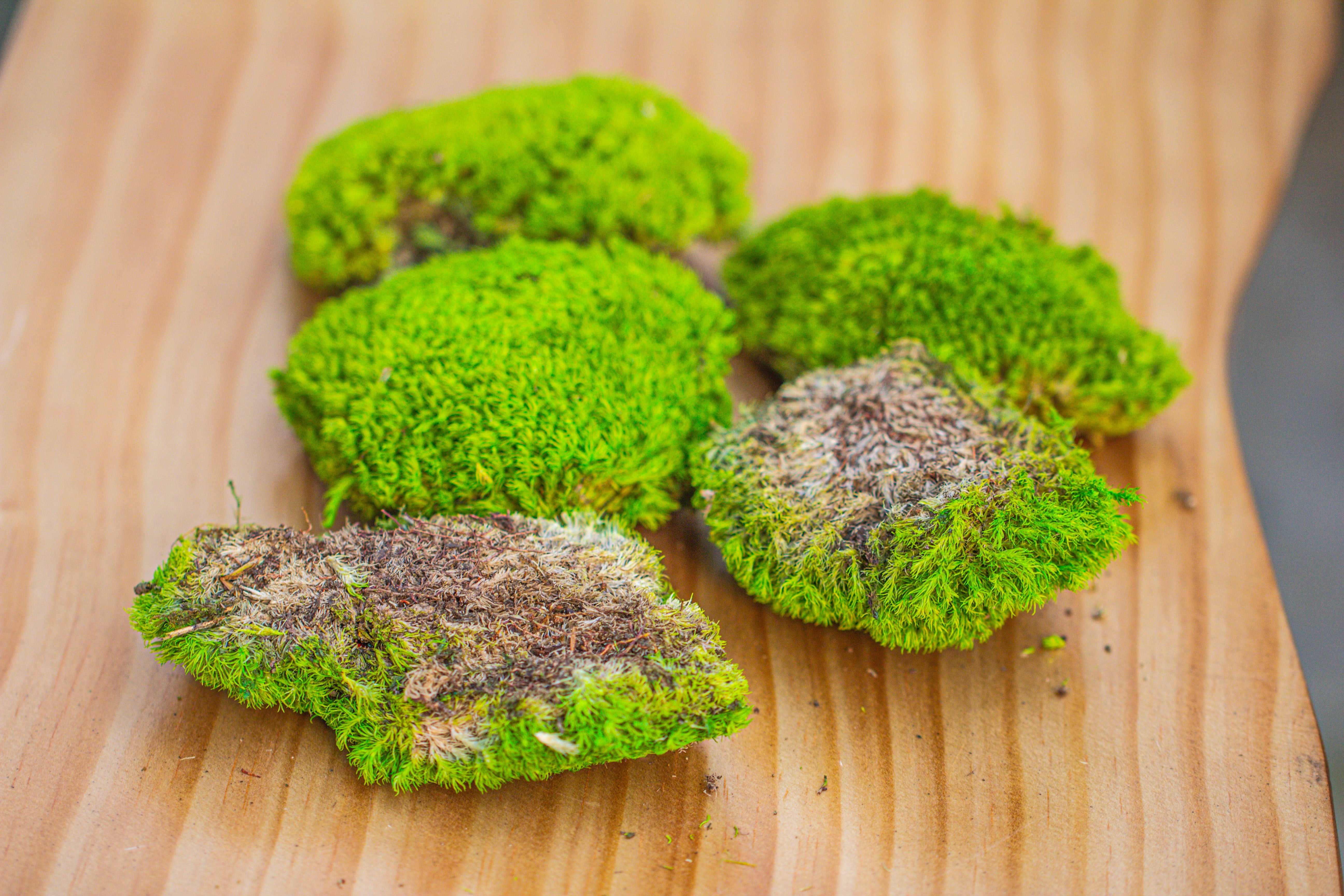 Preserved forever Leucobryum moss cushion moss , natural Green 20x50cm, for DIY moss terrarium, miniature, centerpiece, micro landscape, no maintenence - NCYPgarden