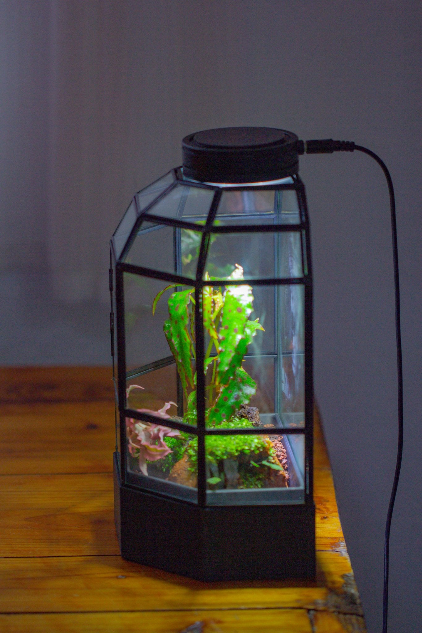 10" Tall Half Dome Glass Terrarium with Water - Holding Base and Door - NCYPgarden