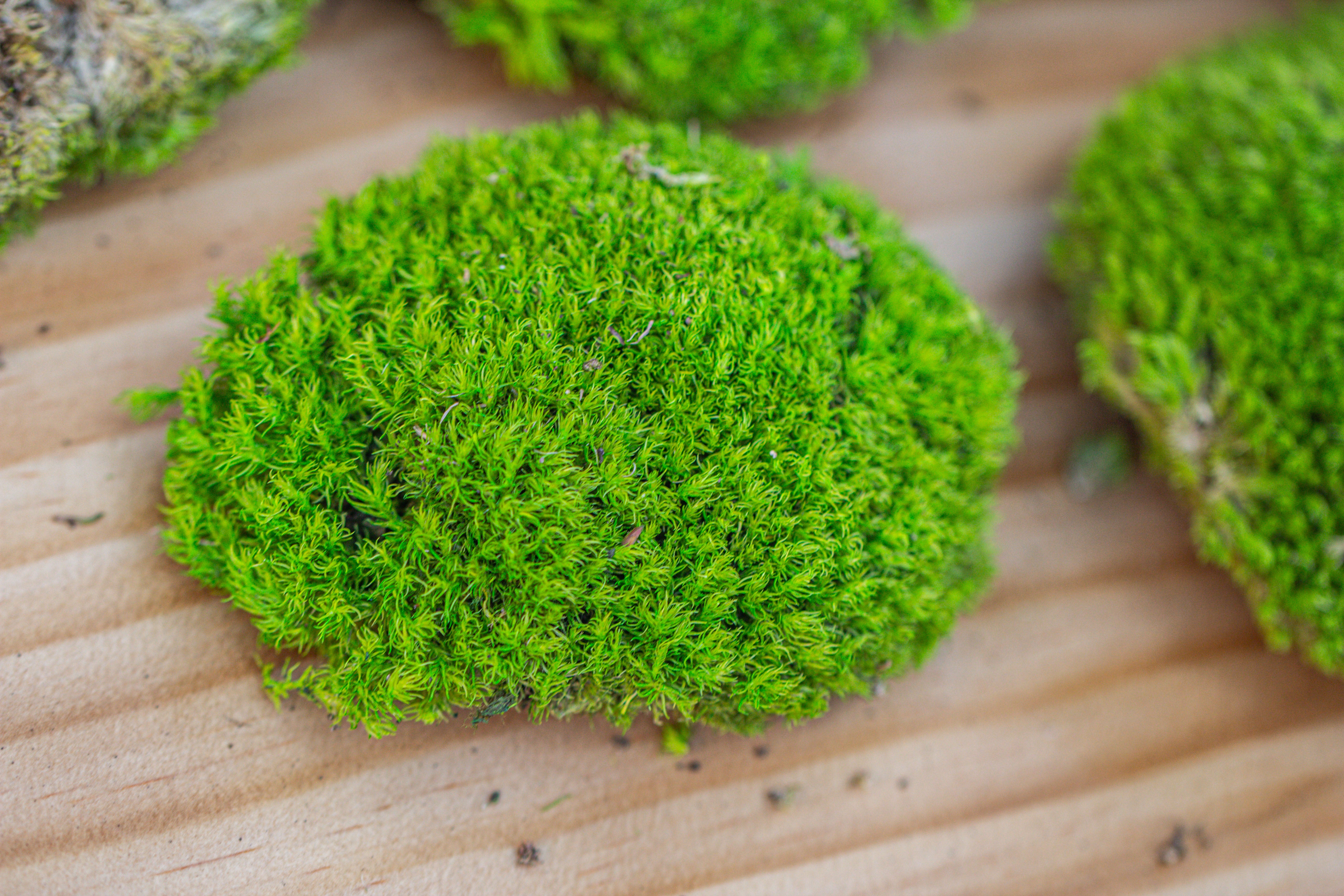 Preserved forever Leucobryum moss cushion moss , natural Green 20x50cm, for DIY moss terrarium, miniature, centerpiece, micro landscape, no maintenence - NCYPgarden