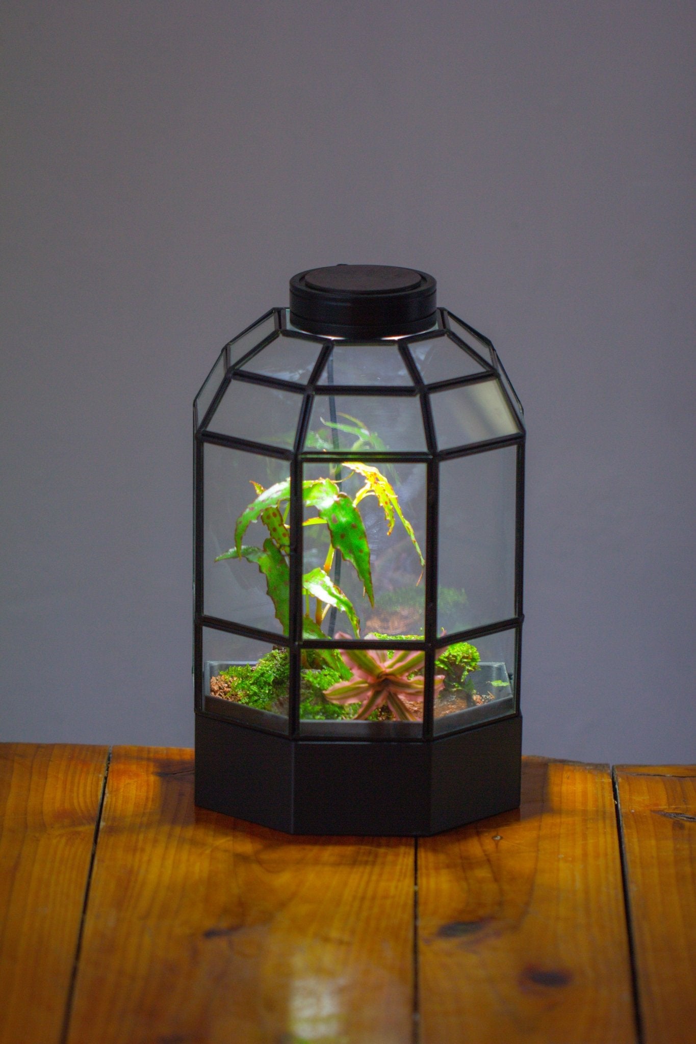 10" Tall Half Dome Glass Terrarium with Water - Holding Base and Door - NCYPgarden