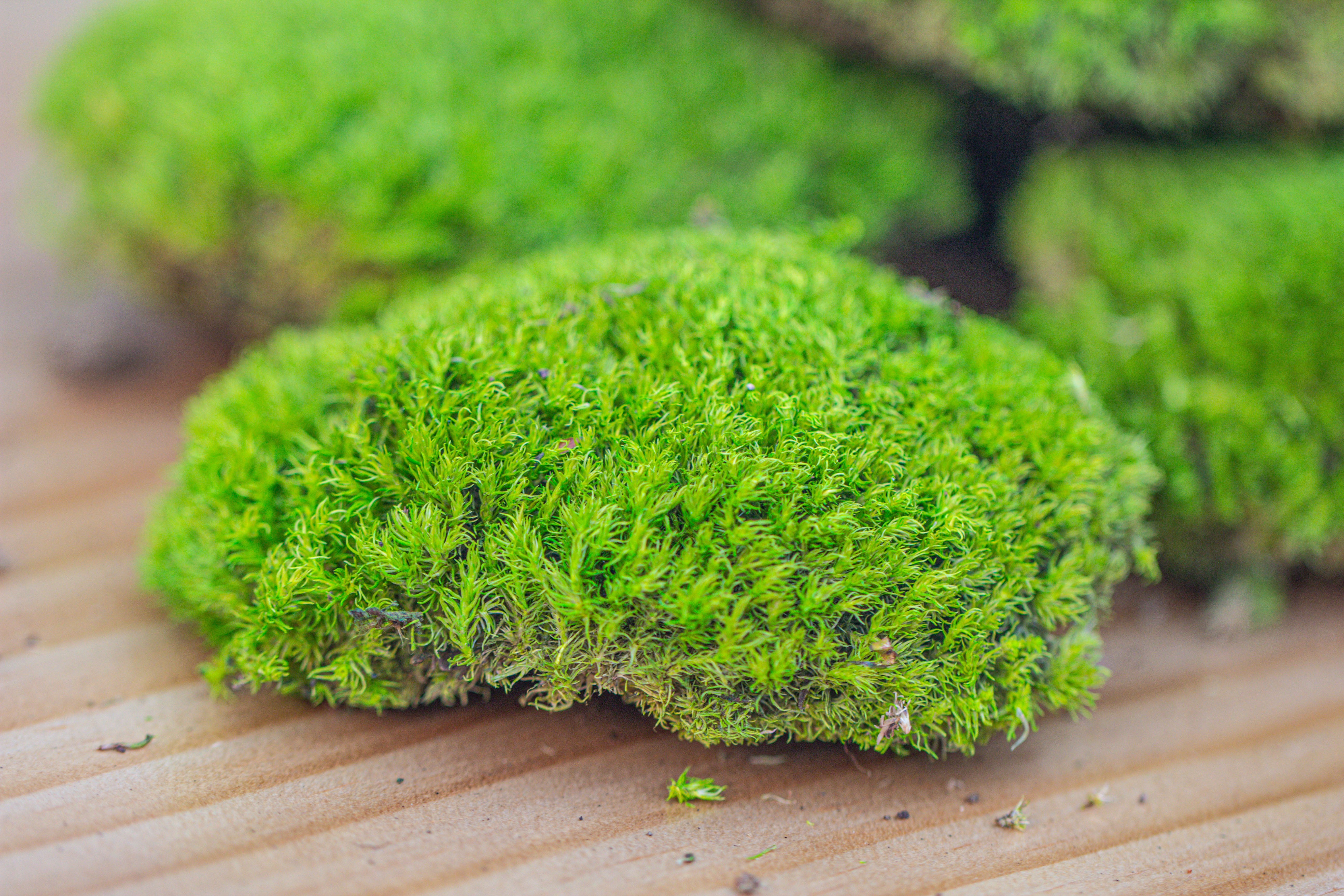 Preserved forever Leucobryum moss cushion moss , natural Green 20x50cm, for DIY moss terrarium, miniature, centerpiece, micro landscape, no maintenence - NCYPgarden