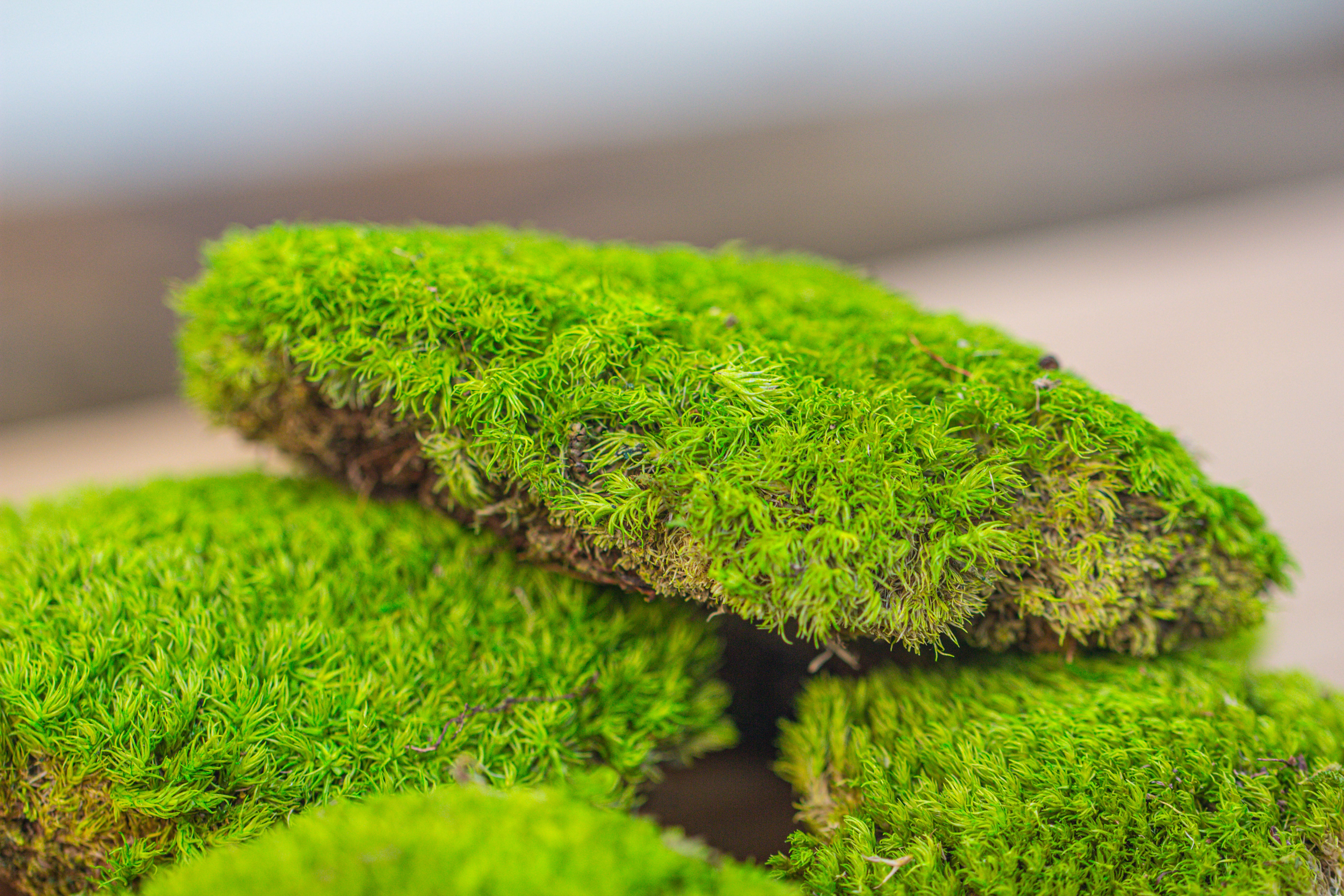 Preserved forever Leucobryum moss cushion moss , natural Green 20x50cm, for DIY moss terrarium, miniature, centerpiece, micro landscape, no maintenence - NCYPgarden