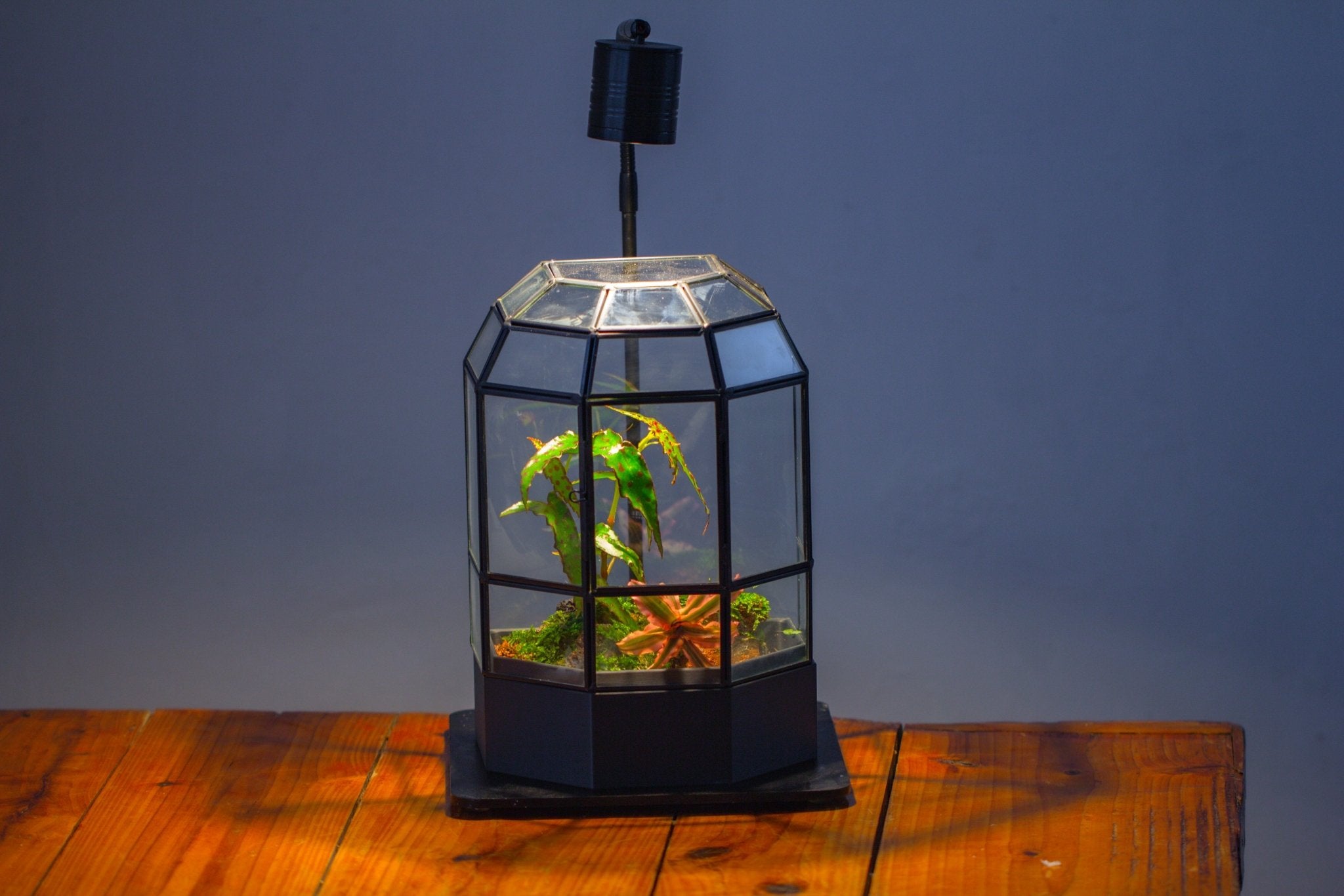 10" Tall Half Dome Glass Terrarium with Water - Holding Base and Door - NCYPgarden