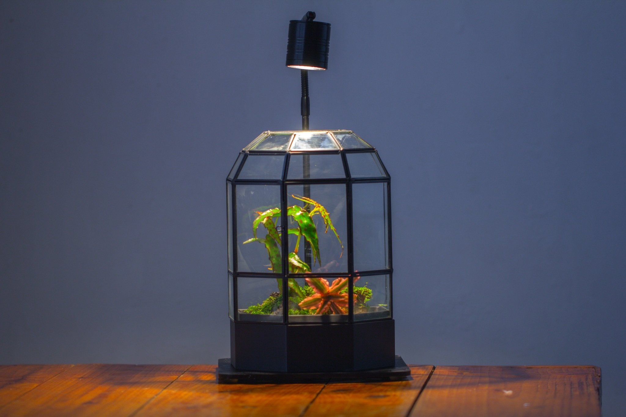 10" Tall Half Dome Glass Terrarium with Water - Holding Base and Door - NCYPgarden