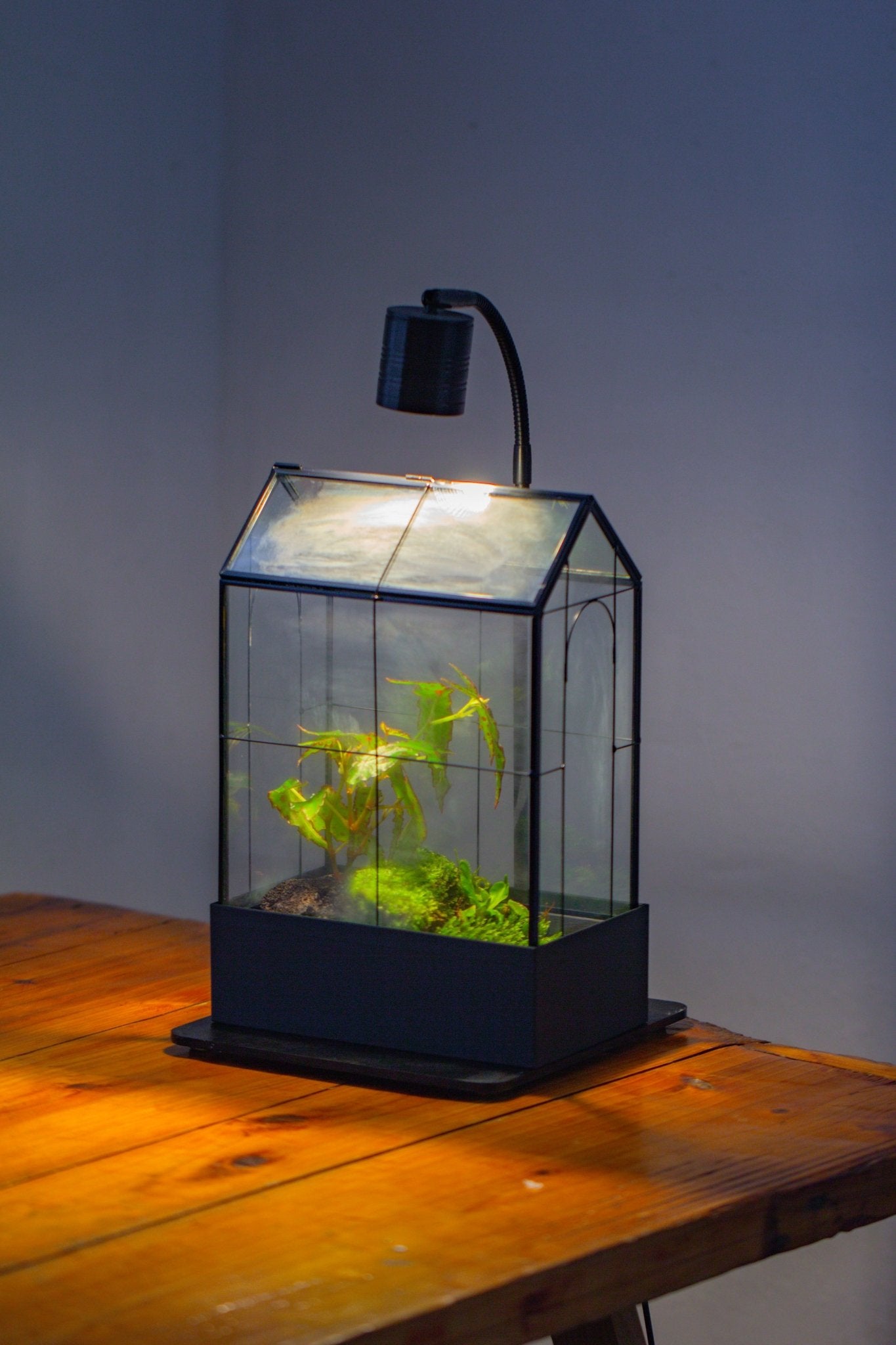 11" Tall Vintage Greenhouse Glass Terrarium with Water - Holding Base and Top Door - NCYPgarden