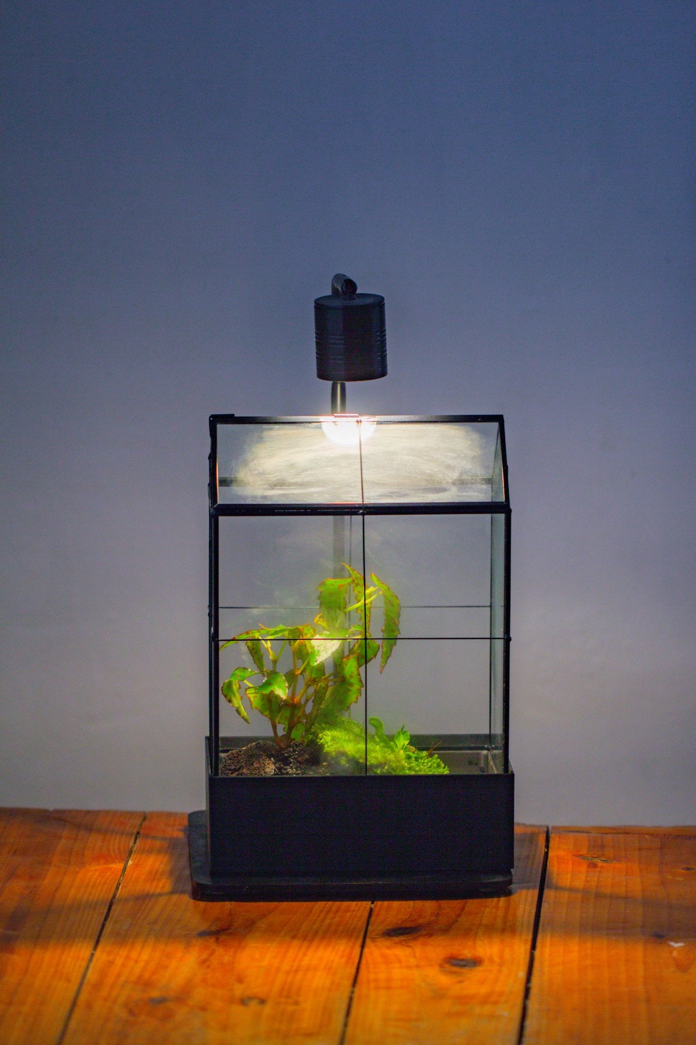 11" Tall Vintage Greenhouse Glass Terrarium with Water - Holding Base and Top Door - NCYPgarden
