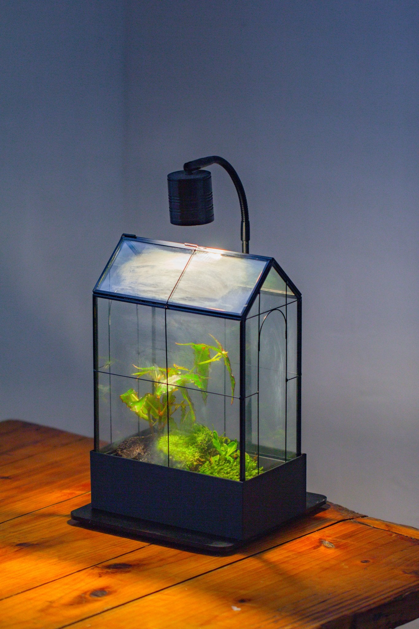 11" Tall Vintage Greenhouse Glass Terrarium with Water - Holding Base and Top Door - NCYPgarden