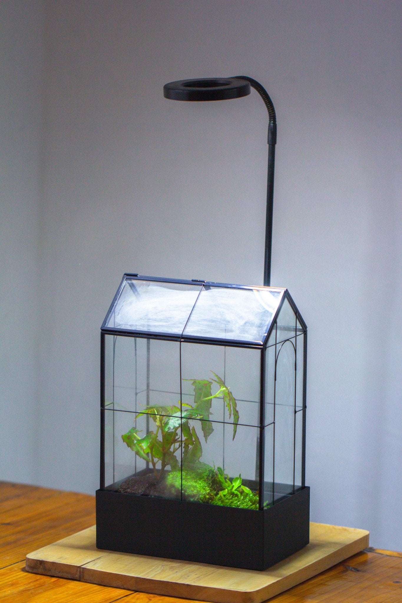 11" Tall Vintage Greenhouse Glass Terrarium with Water - Holding Base and Top Door - NCYPgarden