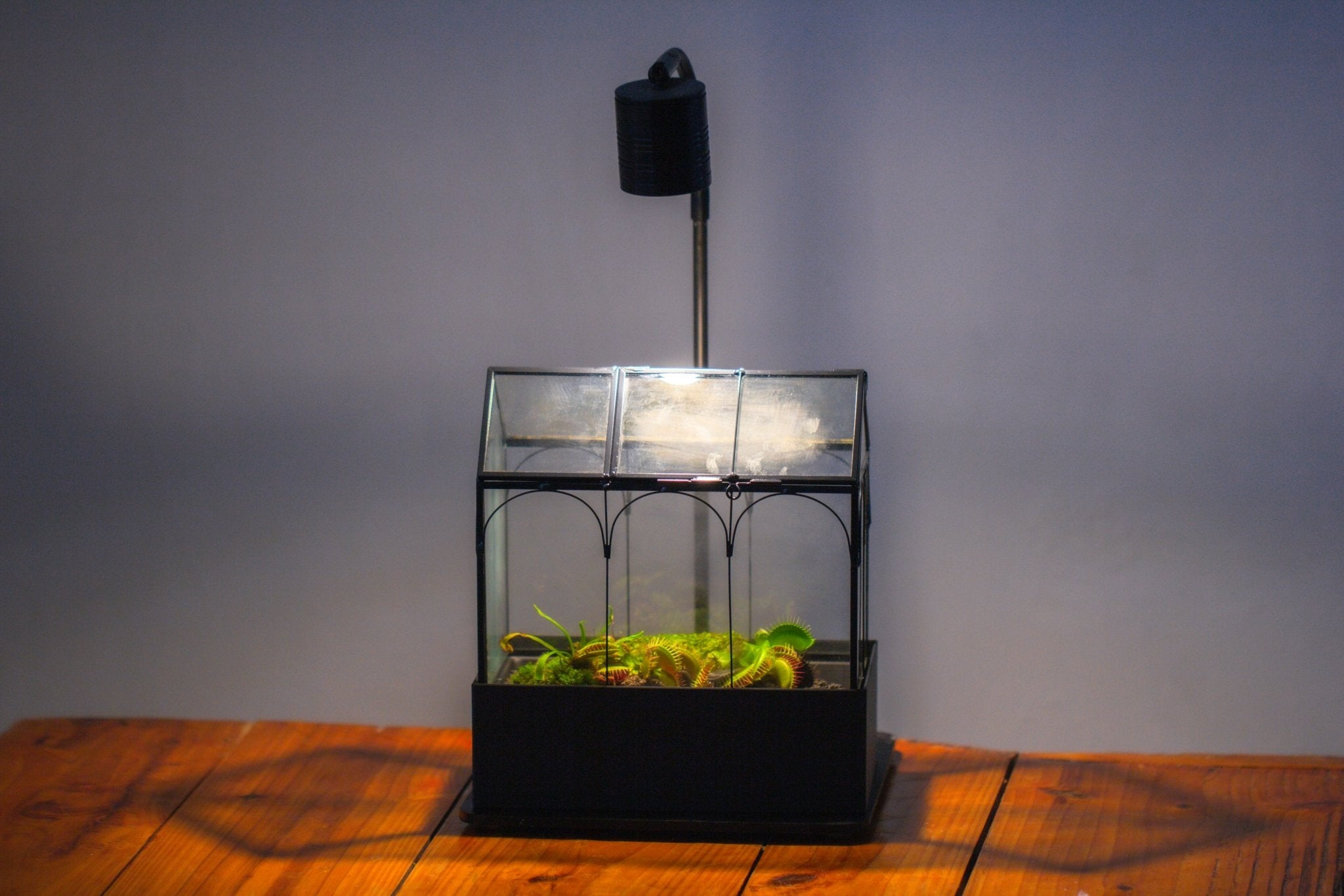 8" Vintage Greenhouse Glass Terrarium with Water - Holding Base and Top Door - NCYPgarden