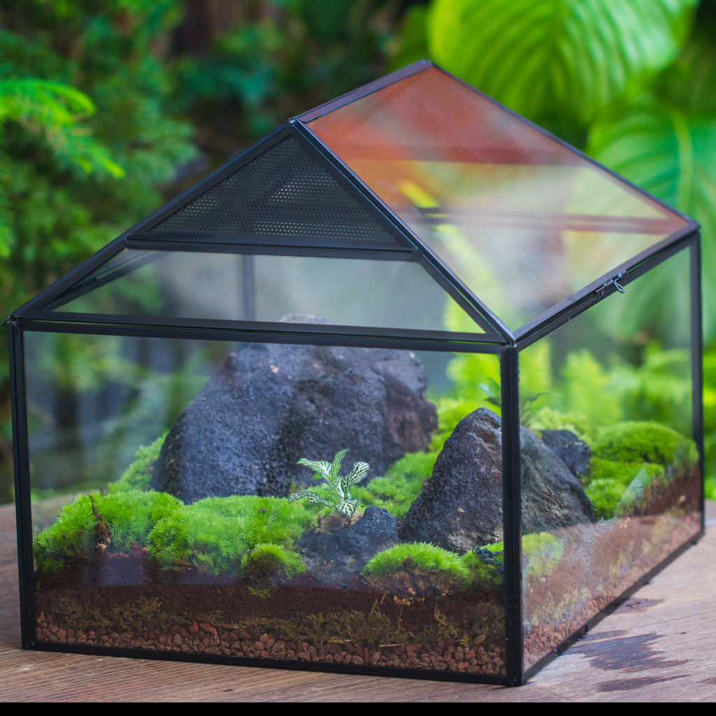Insects terrariums | NCYPgarden