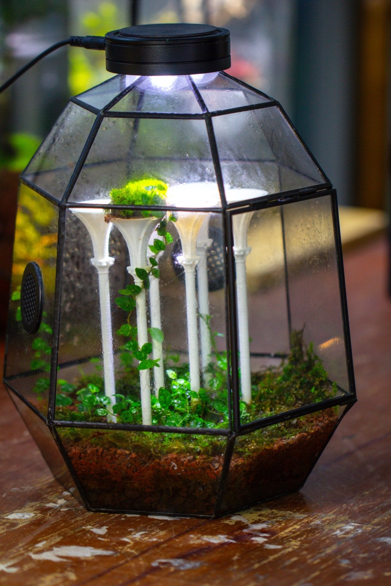 Castle Pillar Mini Climbing Support Set for Ficus pumila ‘Quercifolia’, for terrarium - NCYPgarden