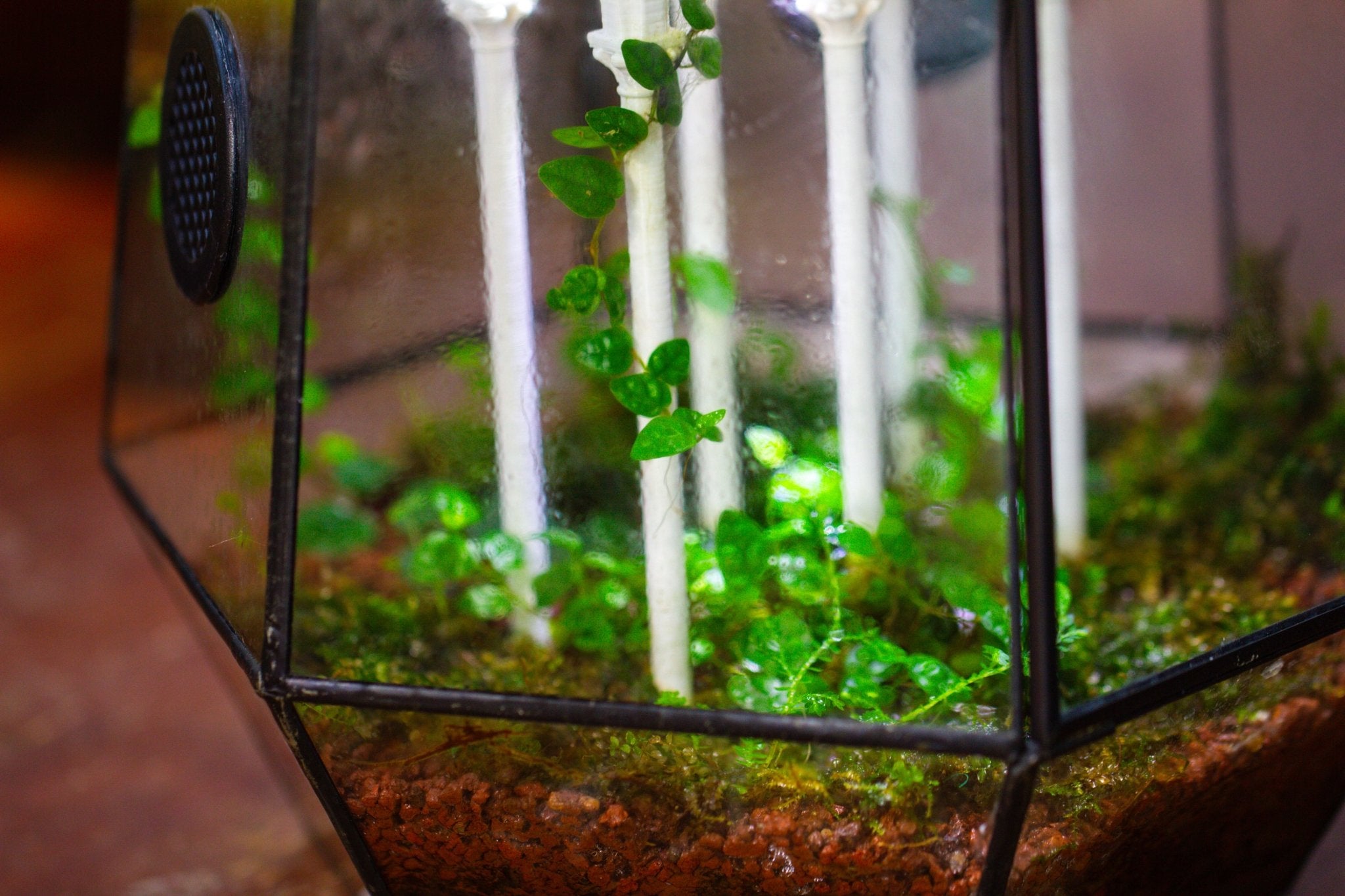 Castle Pillar Mini Climbing Support Set for Ficus pumila ‘Quercifolia’, for terrarium - NCYPgarden