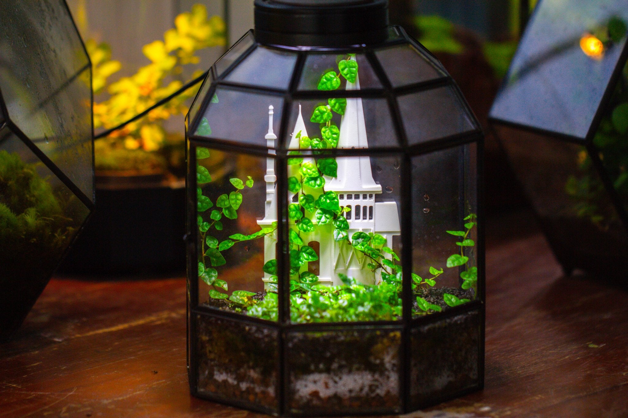 Castle Pillar Mini Climbing Support Set for Ficus pumila ‘Quercifolia’, for terrarium - NCYPgarden