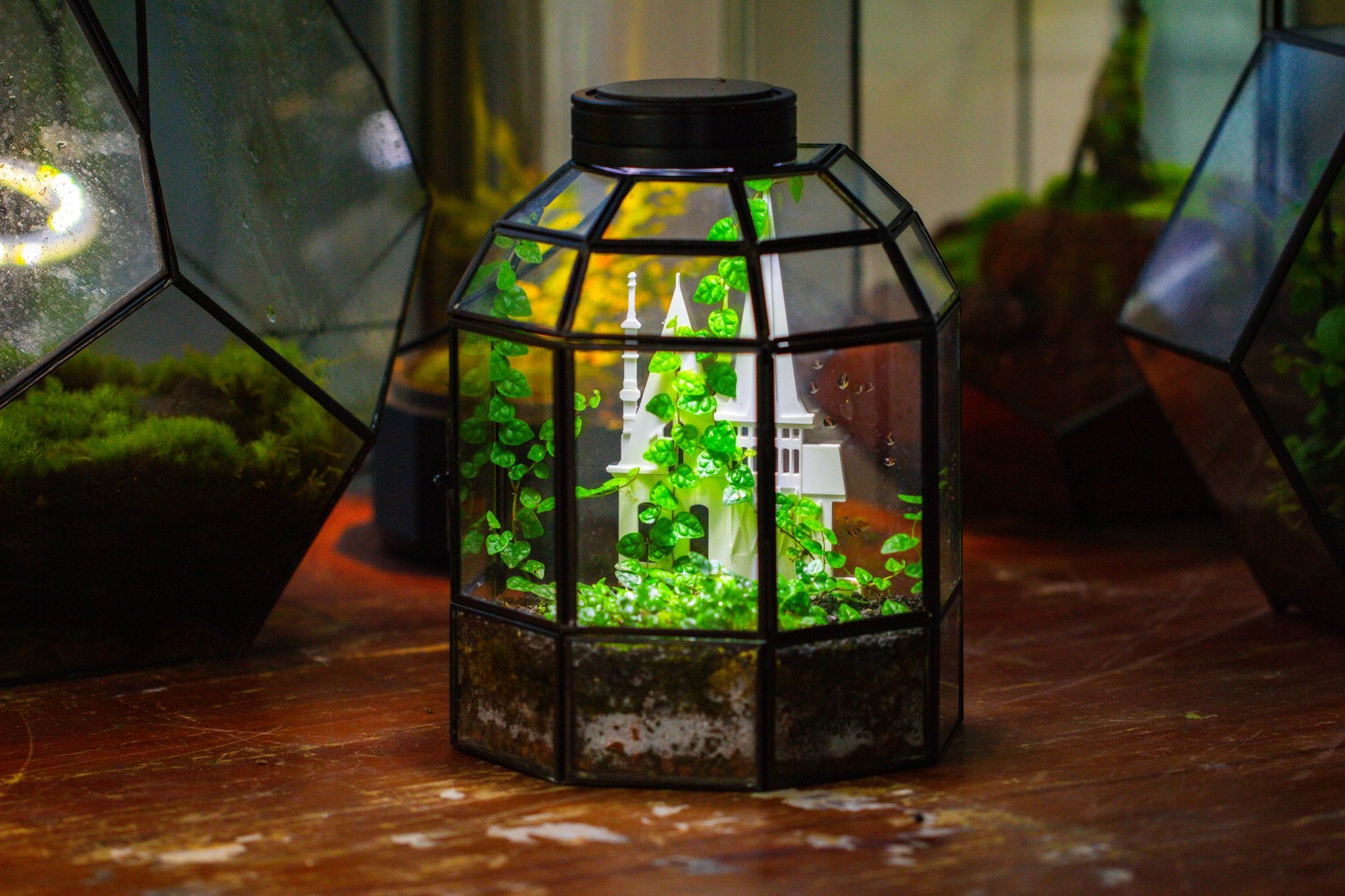 Castle Pillar Mini Climbing Support Set for Ficus pumila ‘Quercifolia’, for terrarium - NCYPgarden