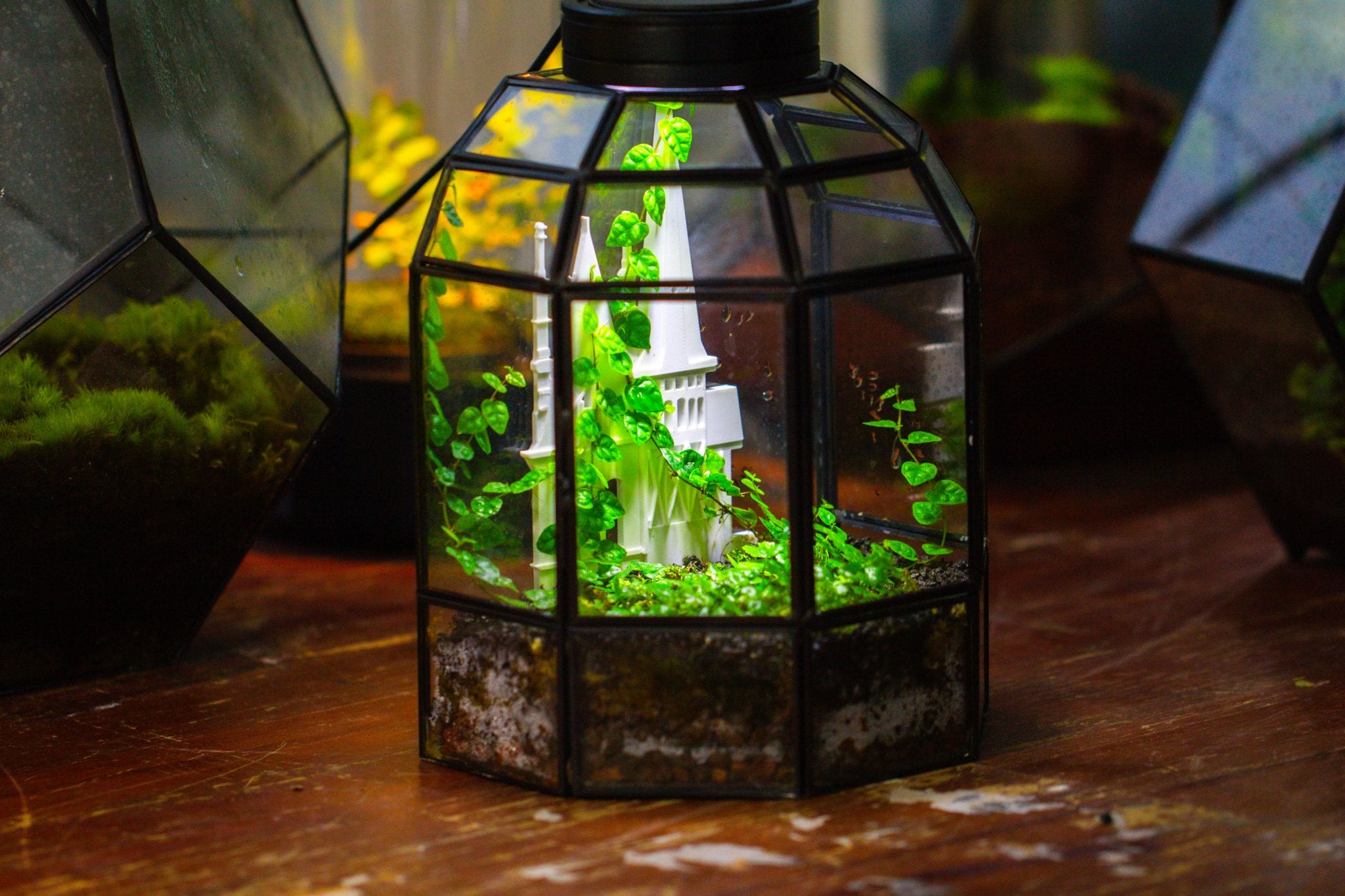 Castle Pillar Mini Climbing Support Set for Ficus pumila ‘Quercifolia’, for terrarium - NCYPgarden