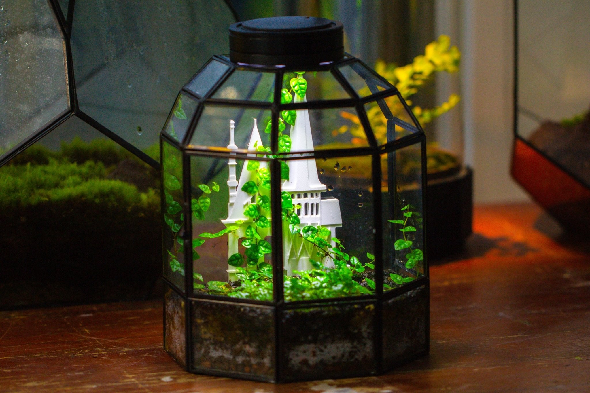 Castle Pillar Mini Climbing Support Set for Ficus pumila ‘Quercifolia’, for terrarium - NCYPgarden