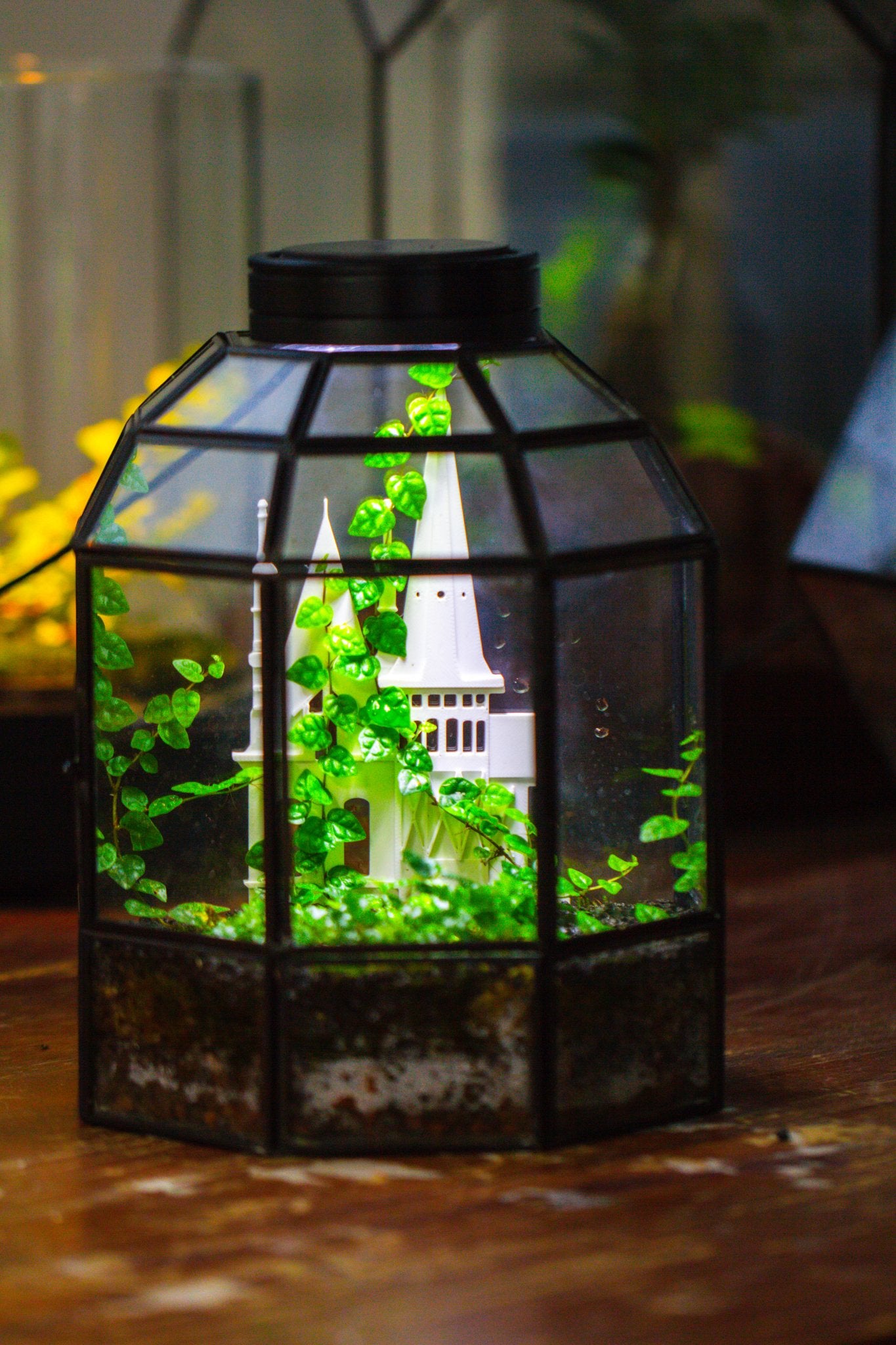 Castle Pillar Mini Climbing Support Set for Ficus pumila ‘Quercifolia’, for terrarium - NCYPgarden