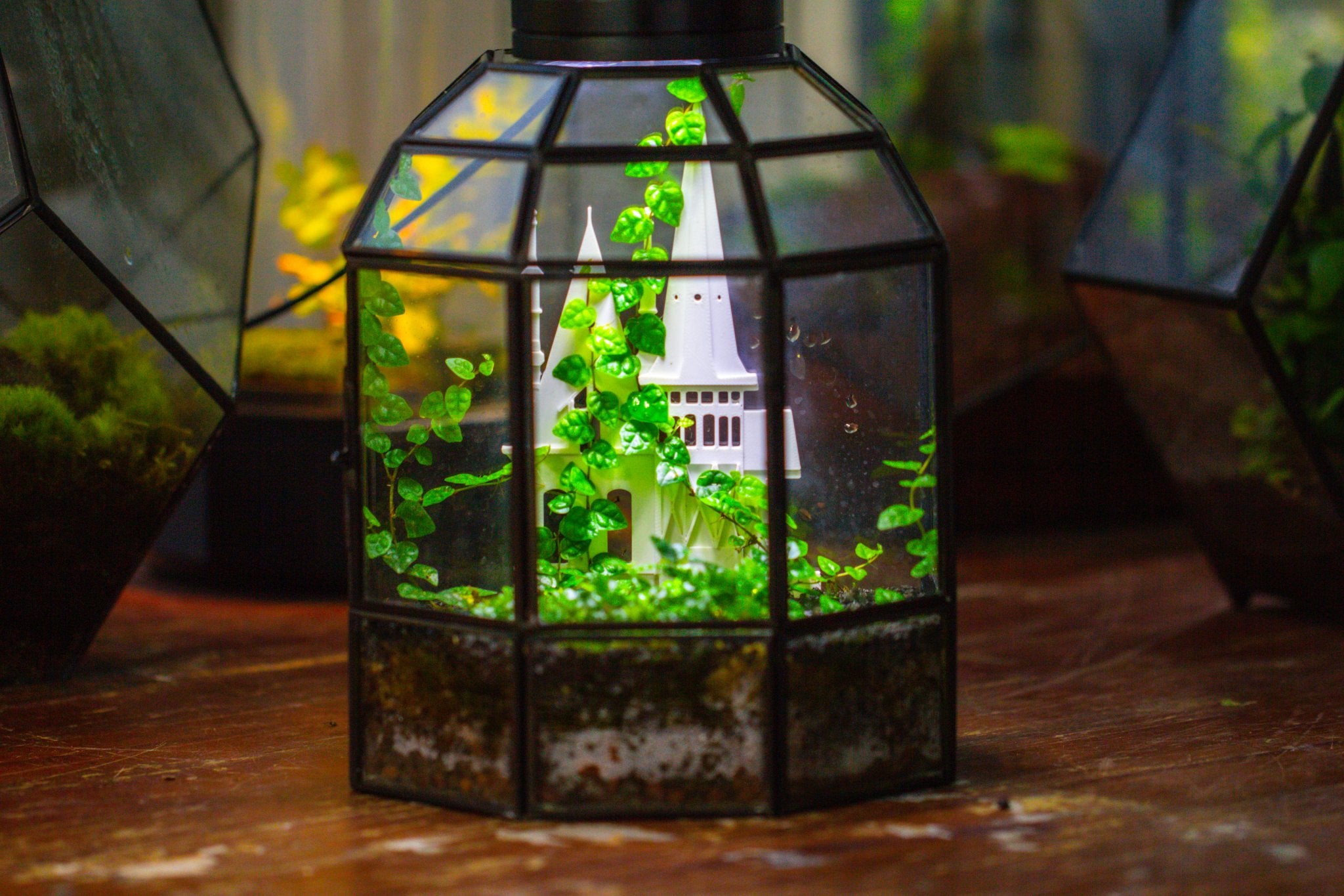Castle Pillar Mini Climbing Support Set for Ficus pumila ‘Quercifolia’, for terrarium - NCYPgarden