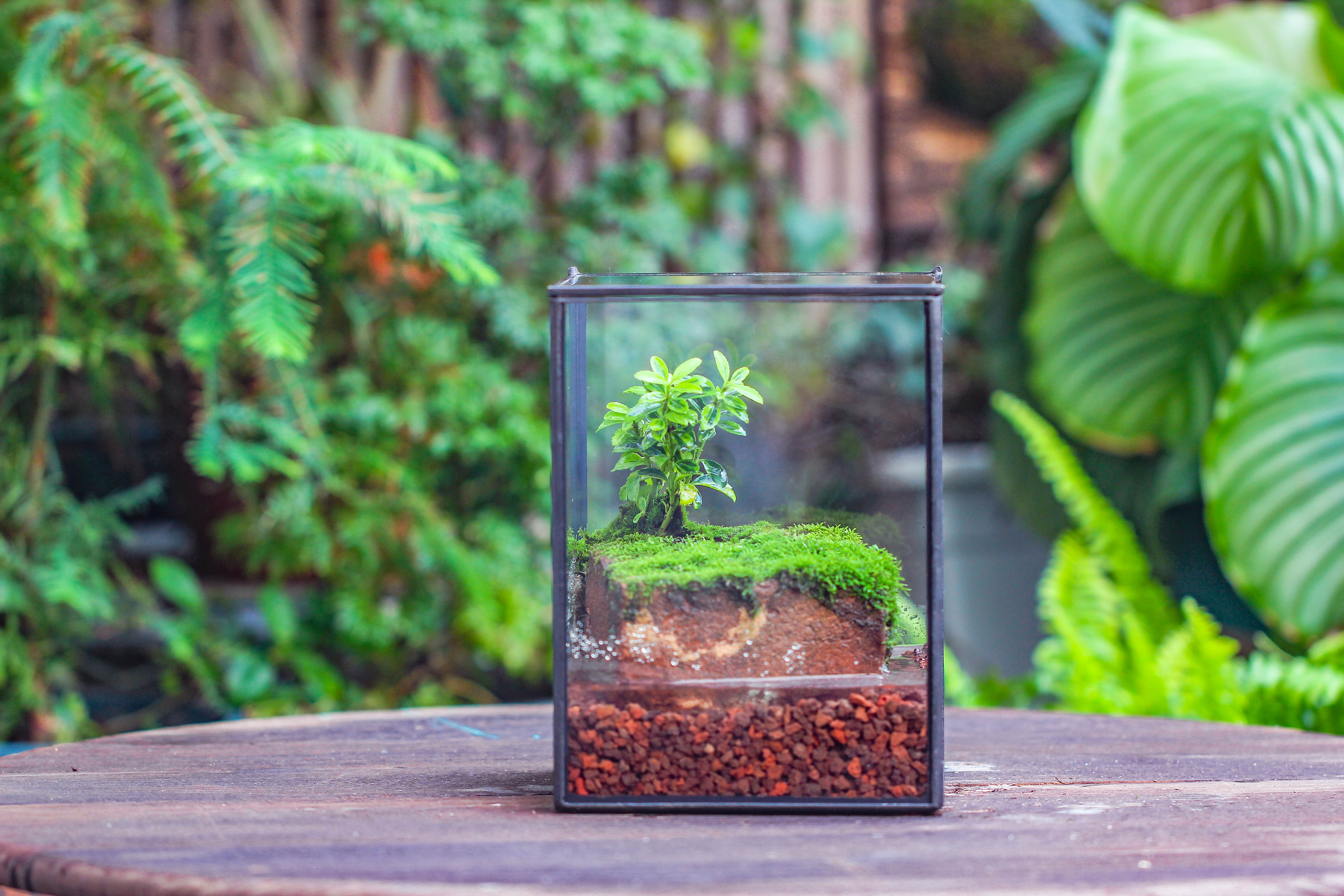 NCYP Watertight Close Geometric Glass Tin Terrarium, for small waterpond, moss landscape, Live Miniature, water pond, miniature - NCYPgarden
