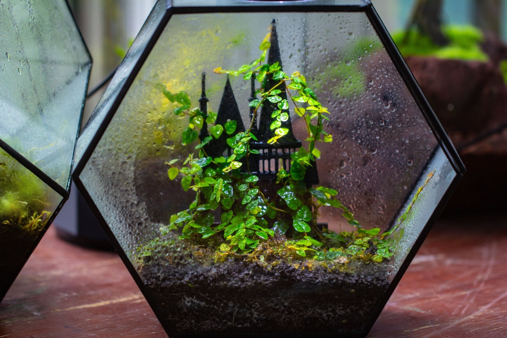 Castle Pillar Mini Climbing Support Set for Ficus pumila ‘Quercifolia’, for terrarium - NCYPgarden