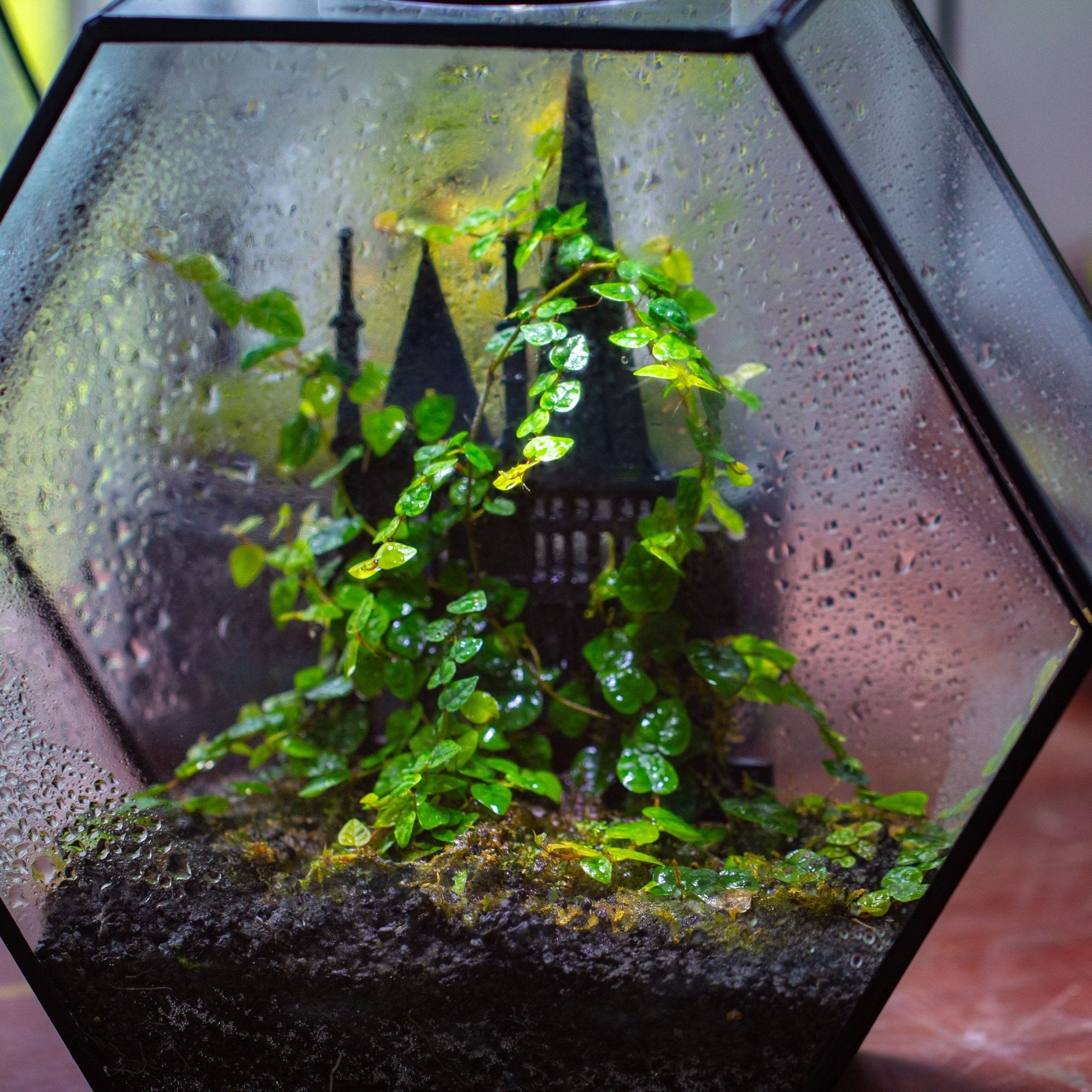 Castle Pillar Mini Climbing Support Set for Ficus pumila ‘Quercifolia’, for terrarium - NCYPgarden