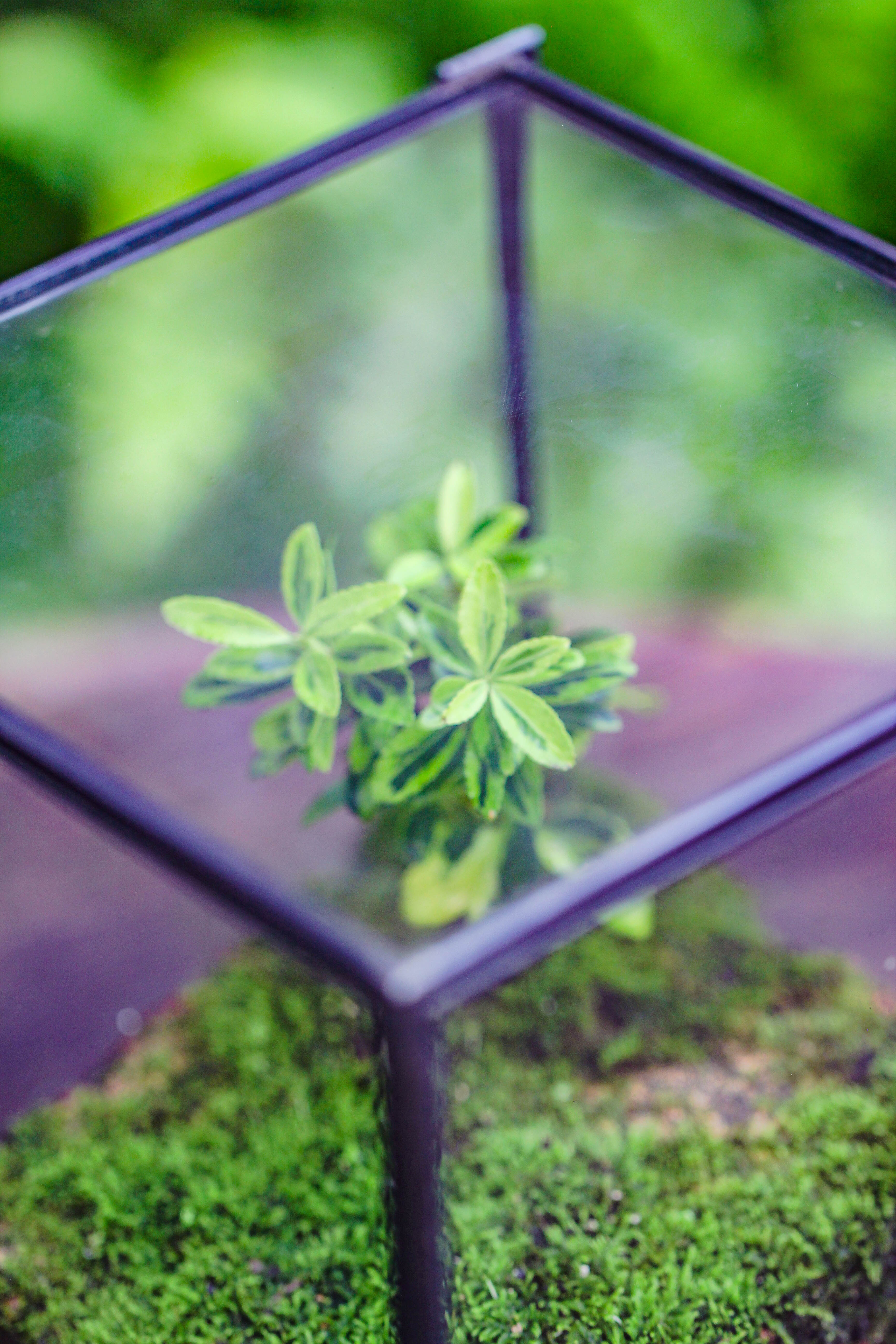 NCYP Watertight Close Geometric Glass Tin Terrarium, for small waterpond, moss landscape, Live Miniature, water pond, miniature - NCYPgarden