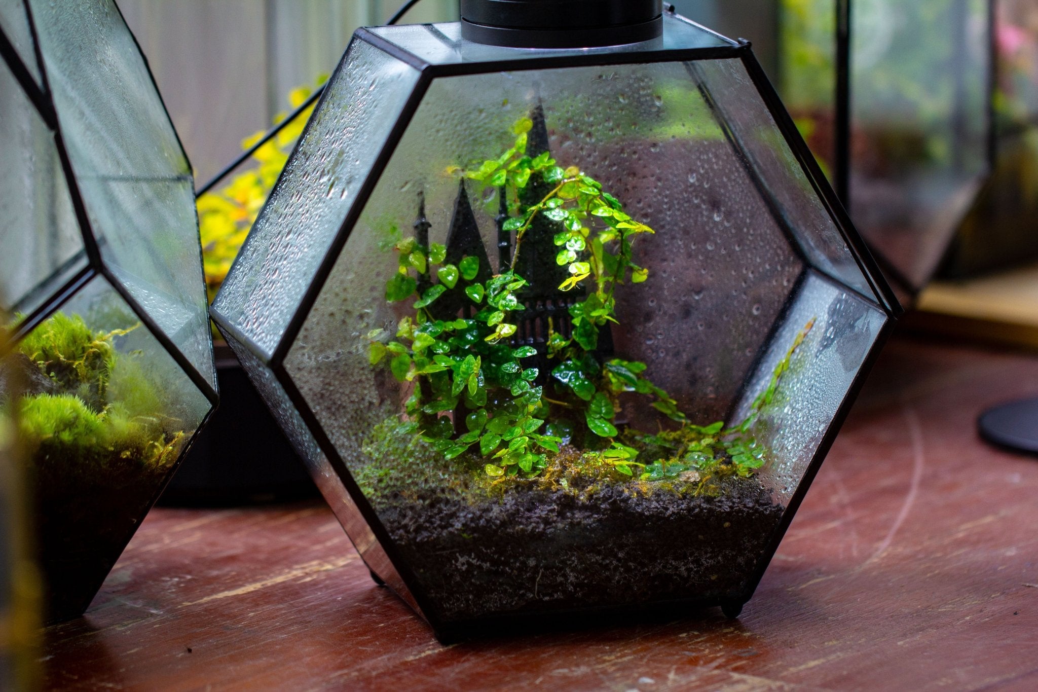 Castle Pillar Mini Climbing Support Set for Ficus pumila ‘Quercifolia’, for terrarium - NCYPgarden