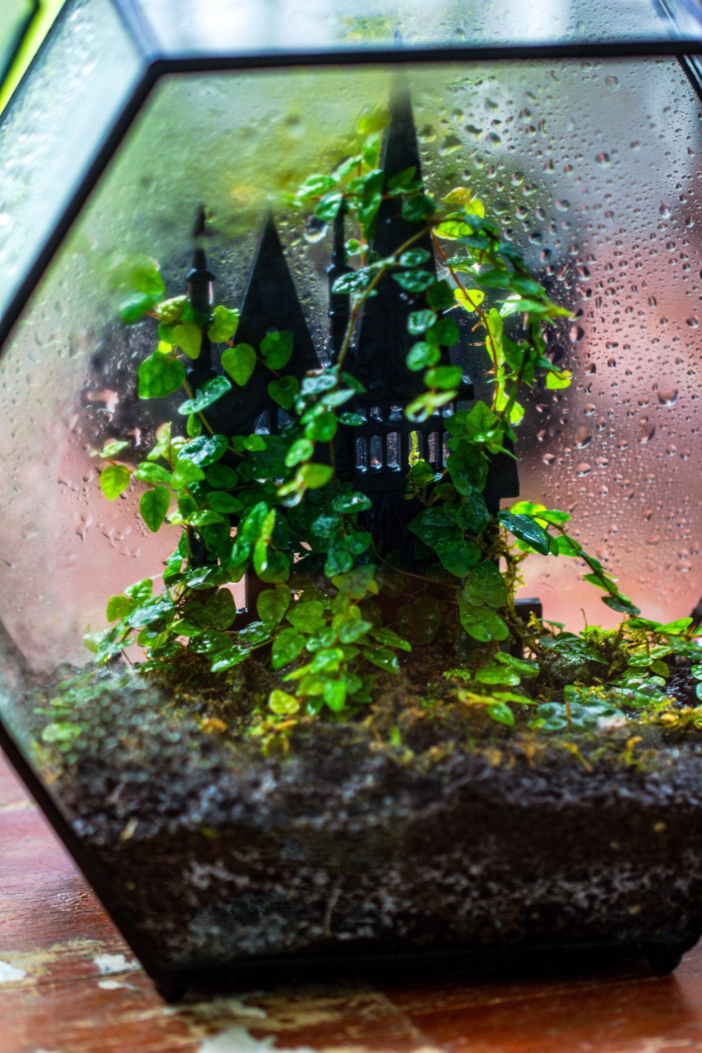 Castle Pillar Mini Climbing Support Set for Ficus pumila ‘Quercifolia’, for terrarium - NCYPgarden