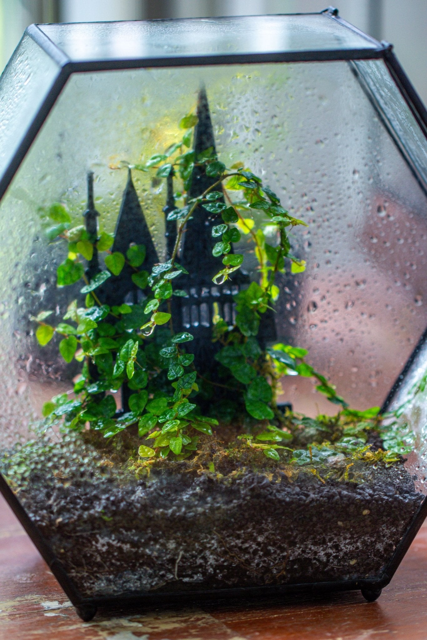 Castle Pillar Mini Climbing Support Set for Ficus pumila ‘Quercifolia’, for terrarium - NCYPgarden
