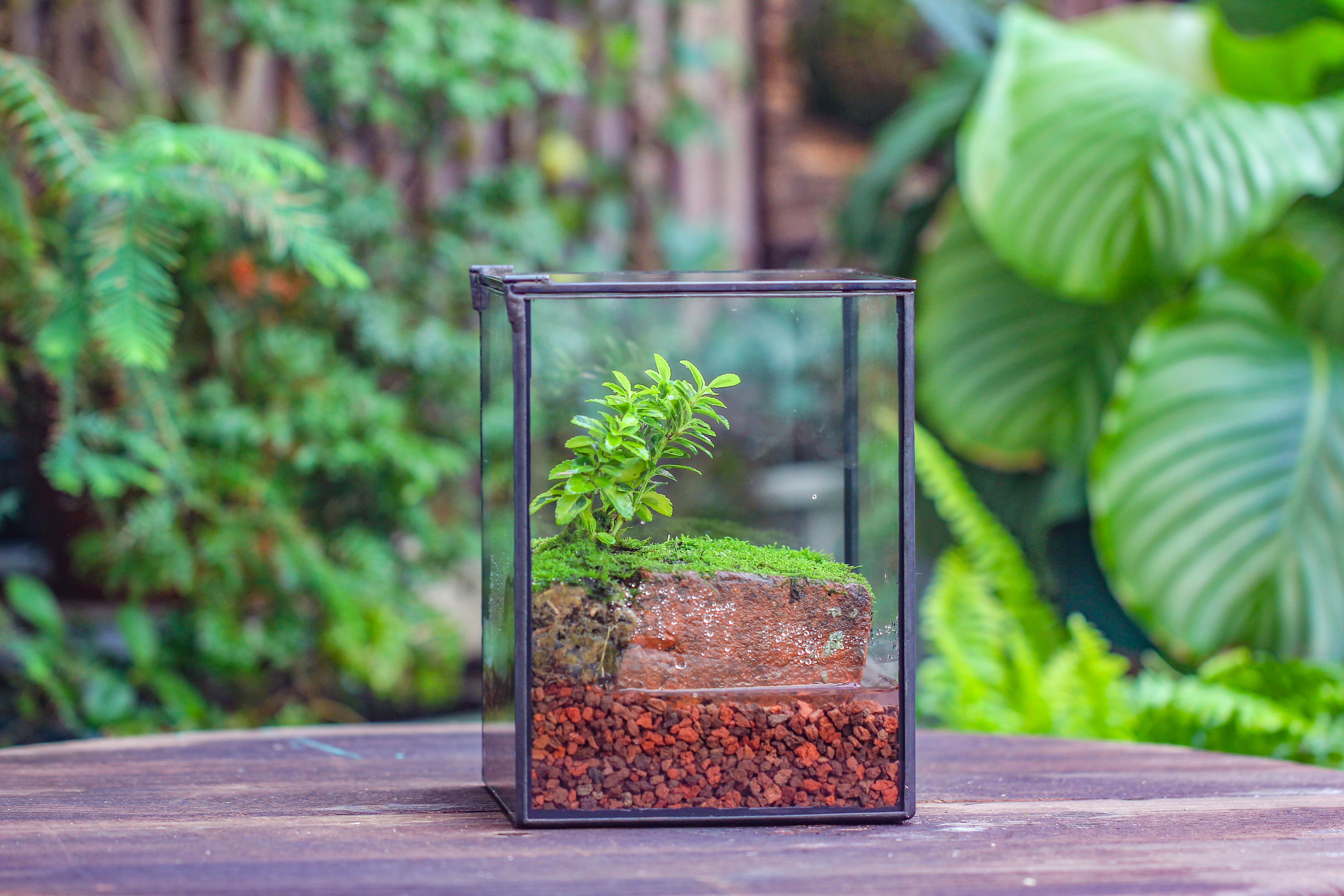 NCYP Watertight Close Geometric Glass Tin Terrarium, for small waterpond, moss landscape, Live Miniature, water pond, miniature - NCYPgarden