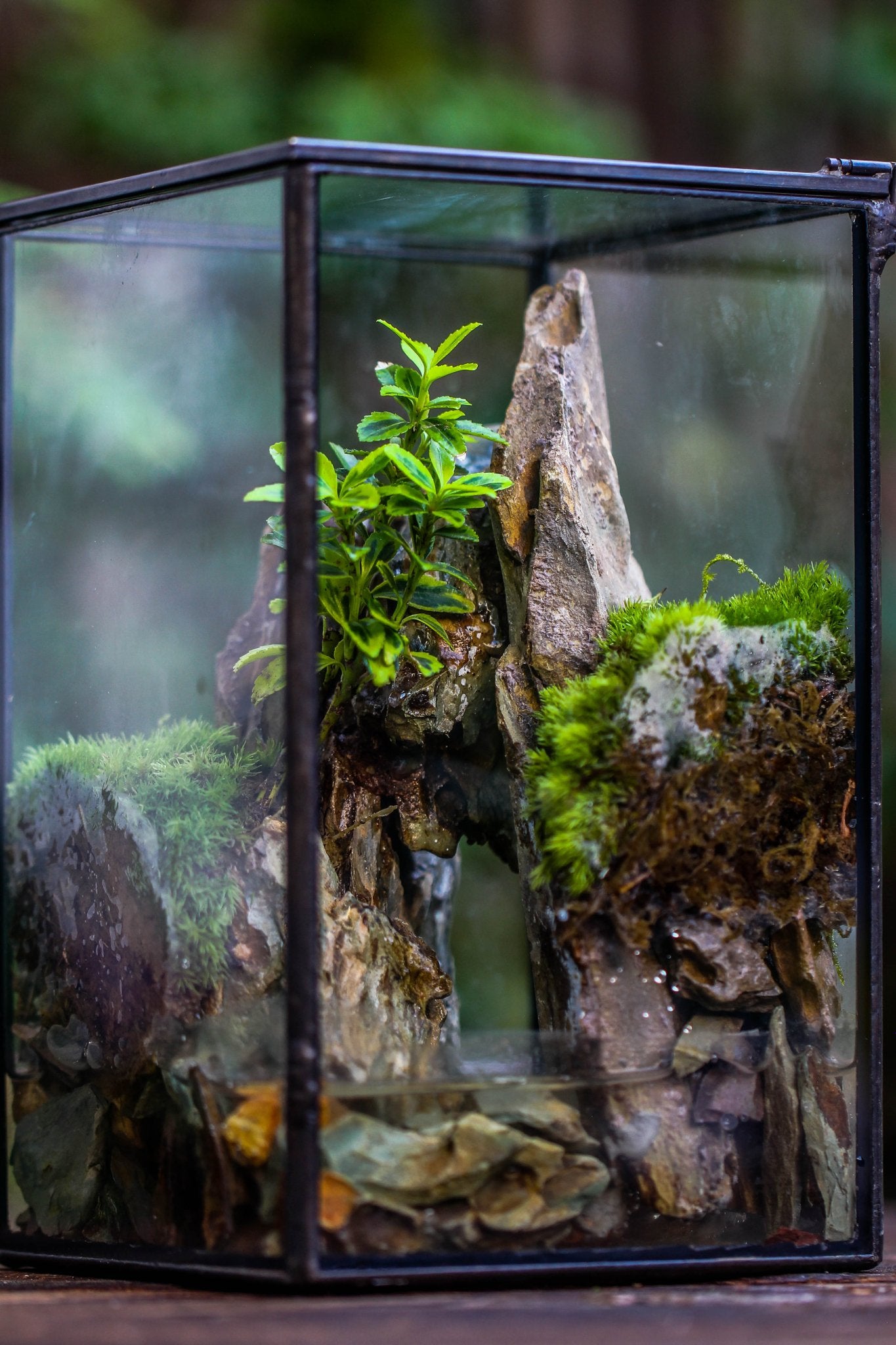 NCYP Watertight Close Geometric Glass Tin Terrarium, for small waterpo ...