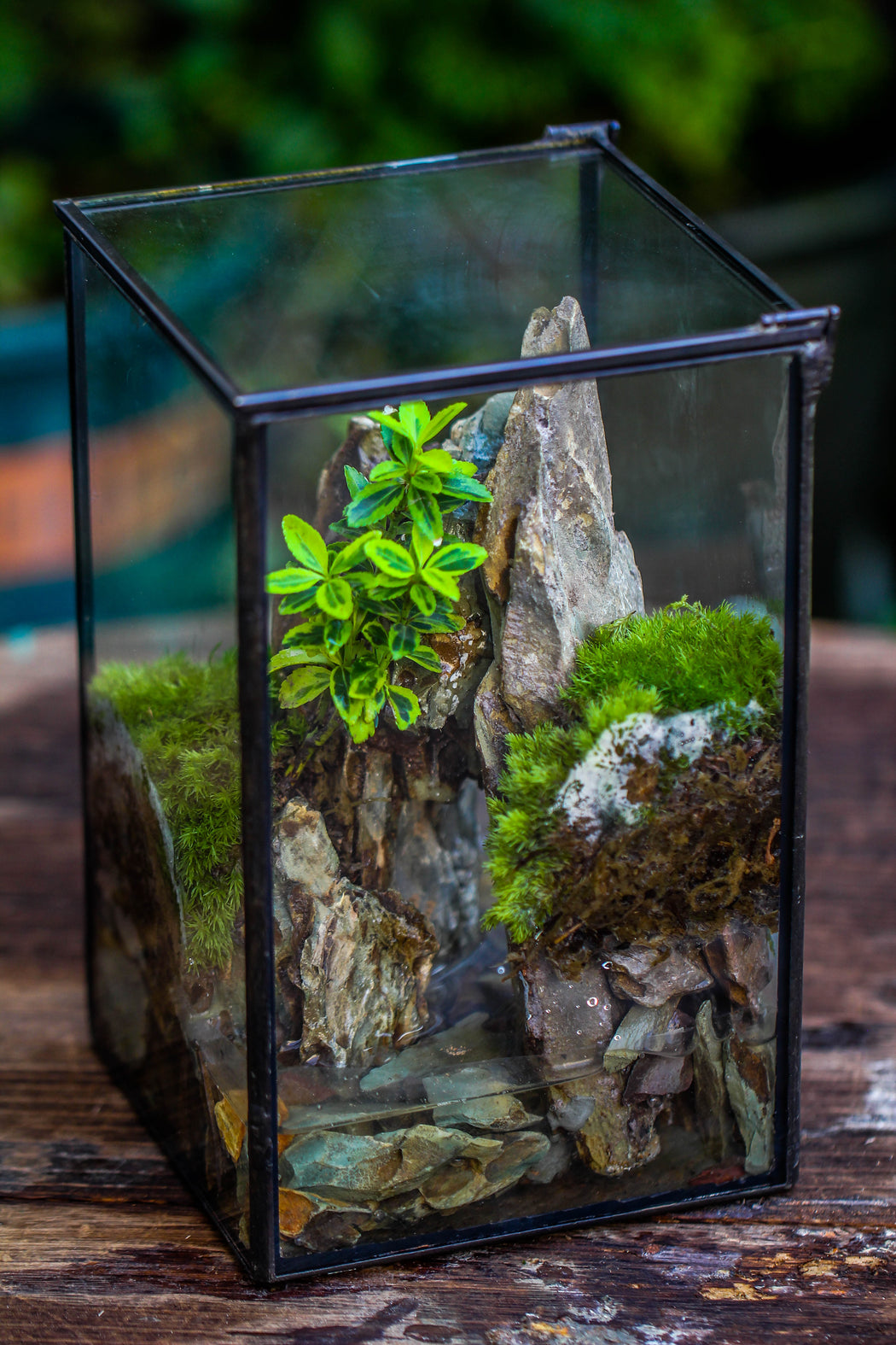 NCYP Watertight Close Geometric Glass Tin Terrarium, for small waterpond, moss landscape, Live Miniature, water pond, miniature - NCYPgarden