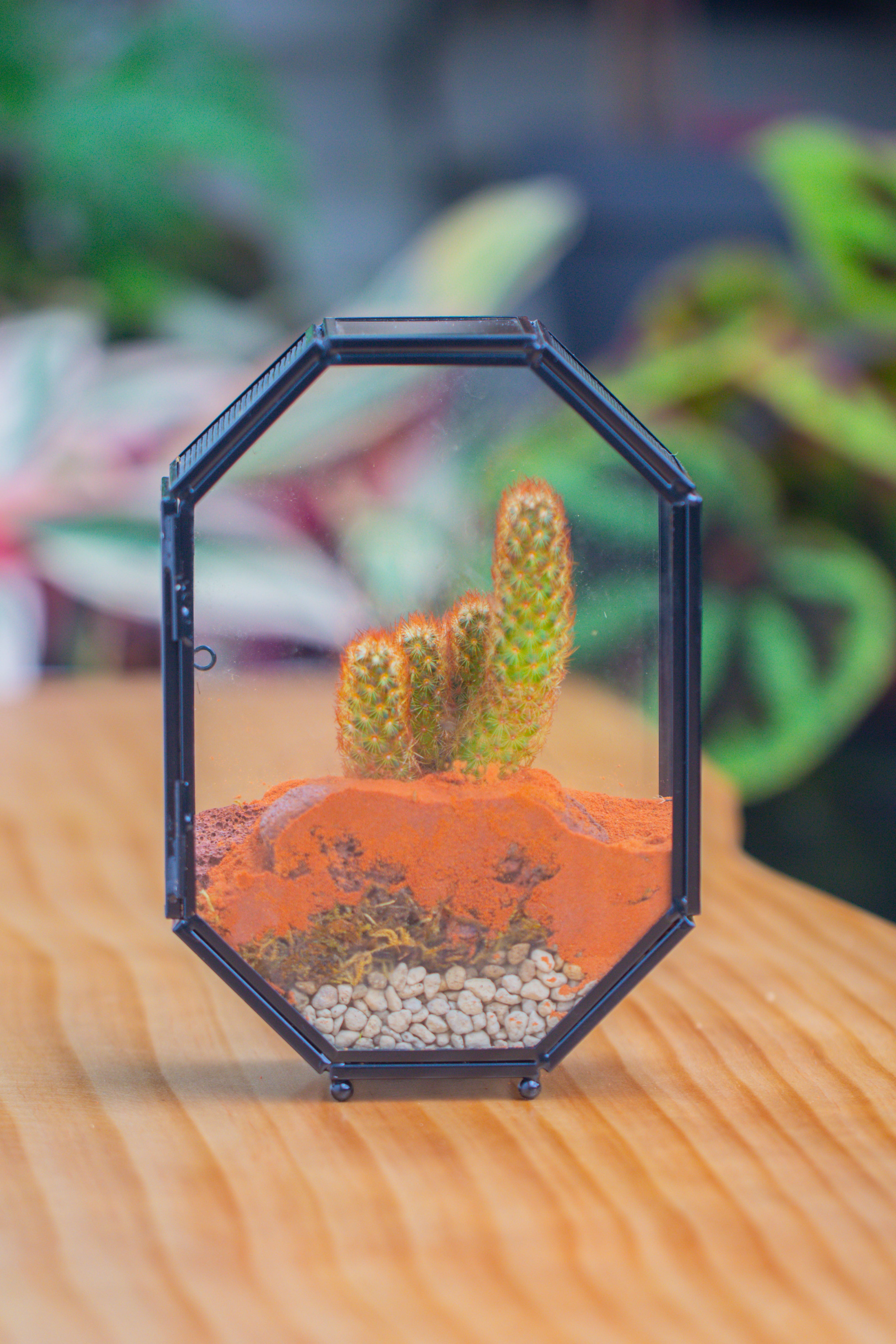 Mini 5x7 inches Octagon Shape Glass Geometric Terrarium Enclosure with Side Vent  for Small Insect, Jumping Spider - NCYPgarden